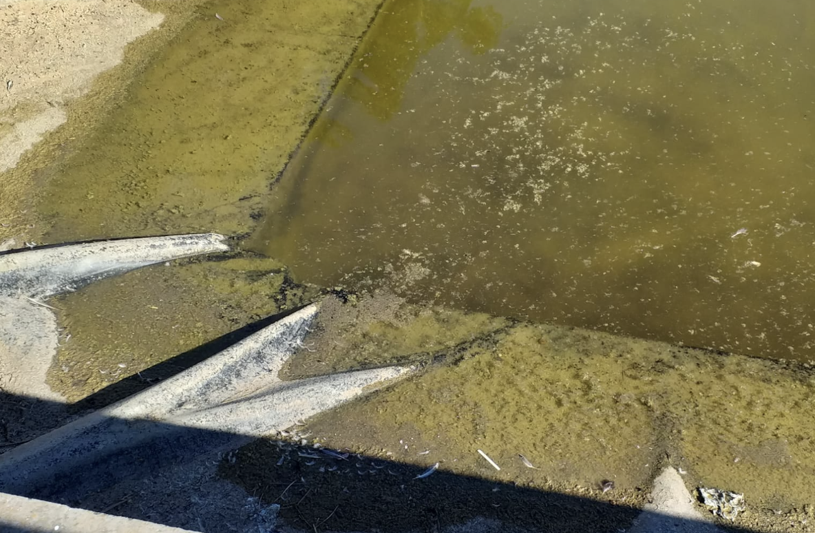 Suciedad en el agua del estanque de Villanueva Golf.