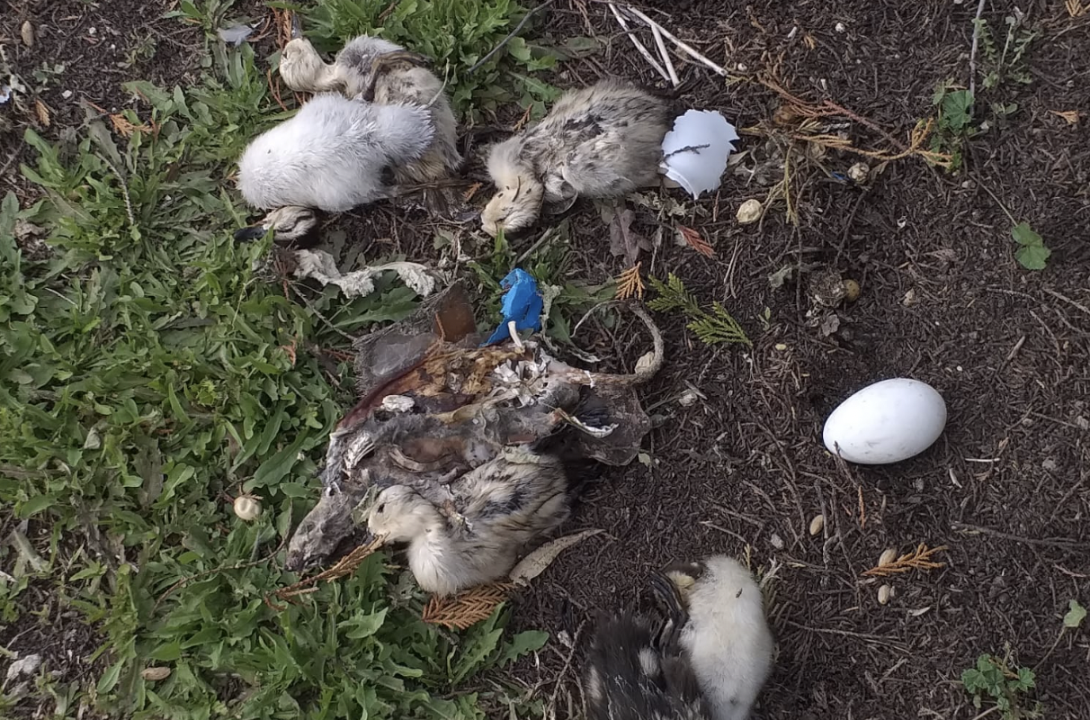 Patos que no han sobrevivido.