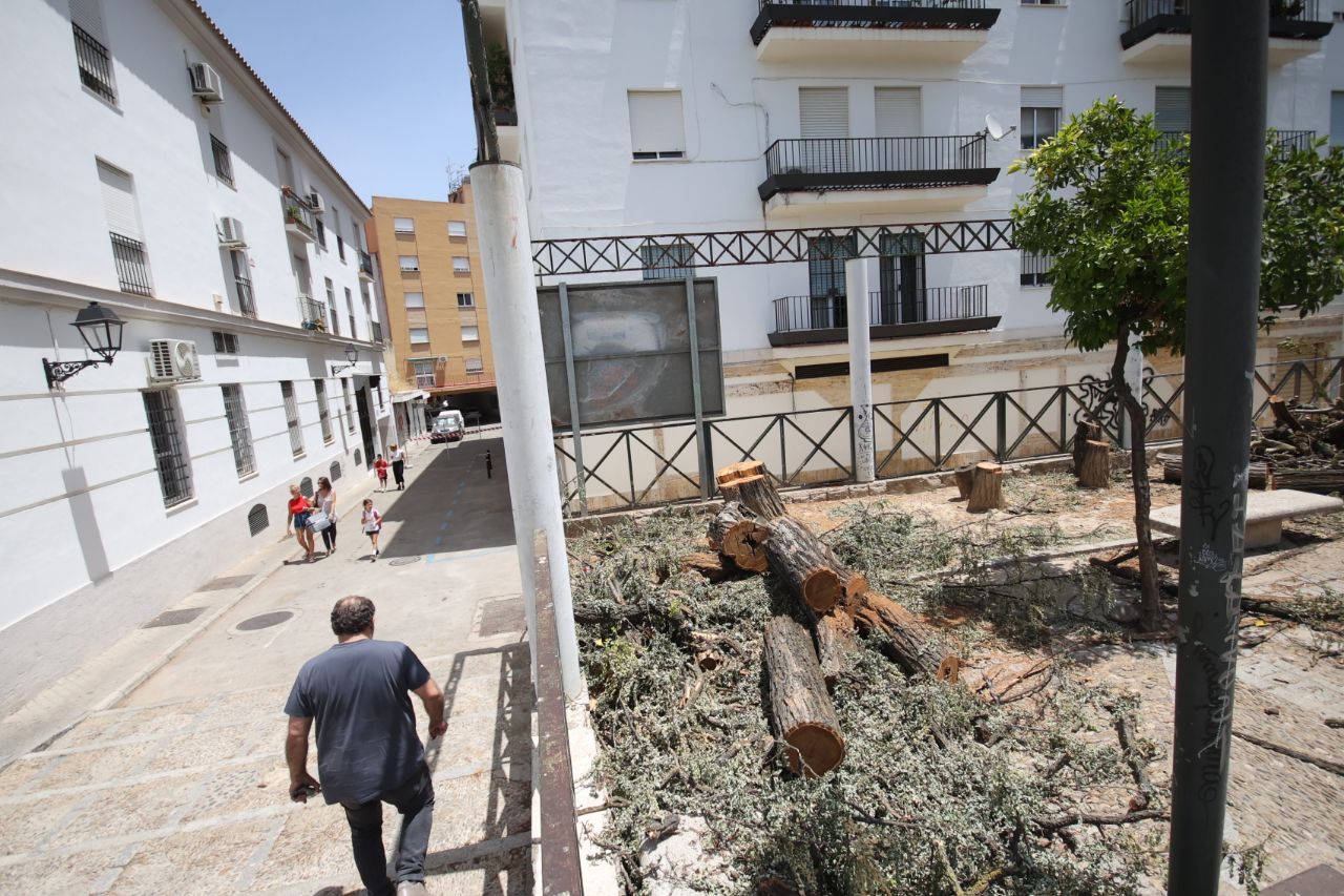 arboles talados jerez 2