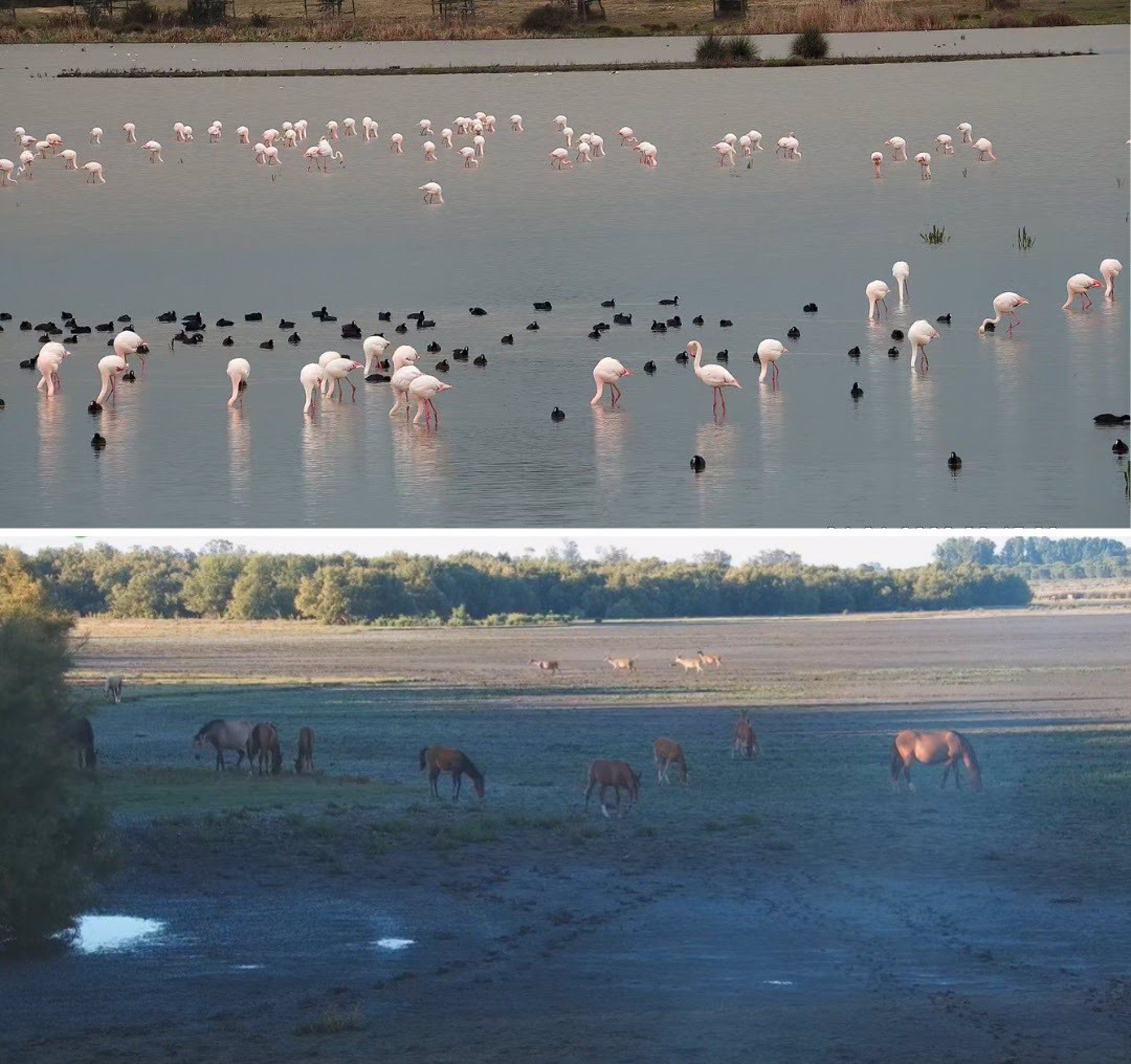Descenso “demoledor” de aves en Doñana: la peor invernada en 40 años. Arriba, la marisma grande de El Rocío encharcada en enero de 2022 (arriba); abajo, la marisma a finales de junio de 2022.
