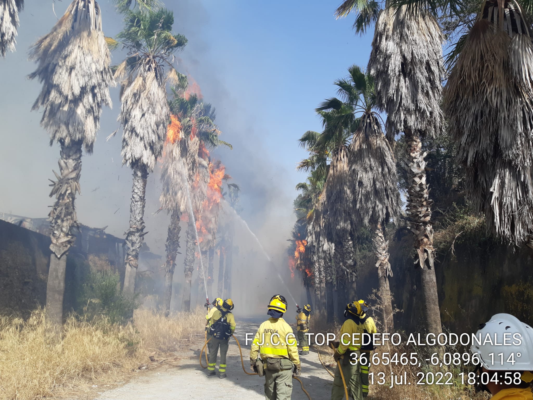 Efectivos del Infoca, en la tarde de este miércoles, tratando de extinguir las llamas en la zona de palmeras junto al vivero de Hermanos Olmedo, próximo a la Cartuja de Jerez. Efectivos del Infoca, en la tarde de este miércoles, tratando de extinguir las llamas en la zona de palmeras junto al vivero de Hermanos Olmedo, próximo a la Cartuja de Jerez.