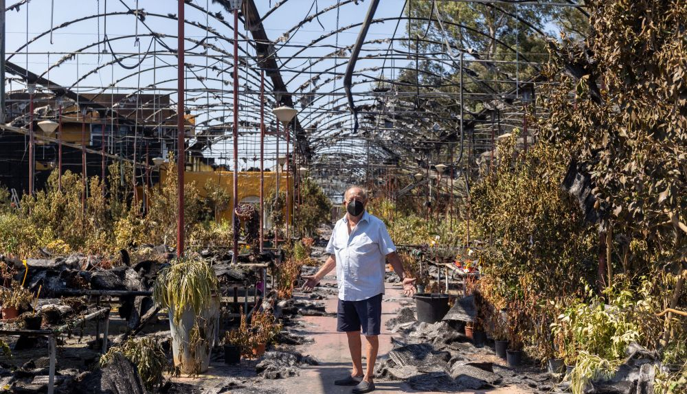 Manuel Olmedo, dueño del vivero, entre los restos de las instalaciones junto a la Cartuja de Jerez, semidestruidas, con plantas que han resistido el fuego.