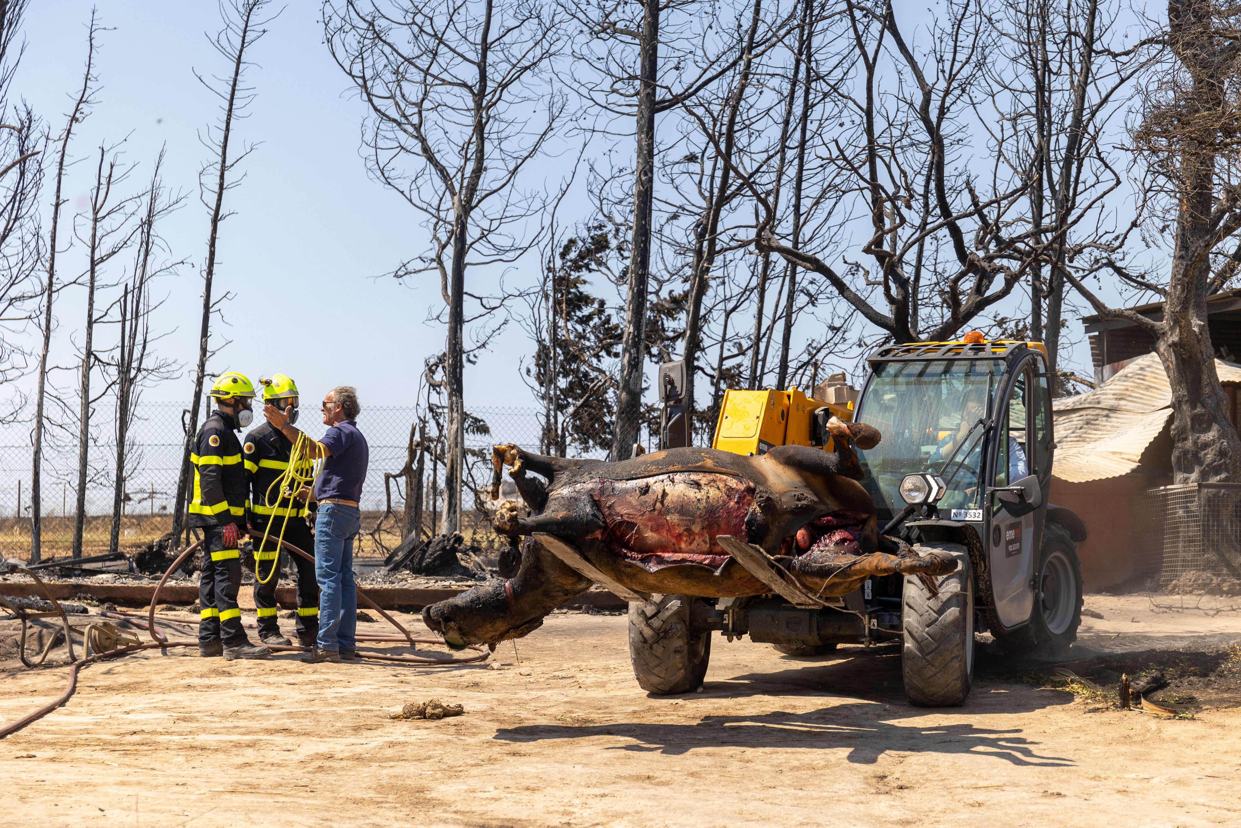 Incendio en Jerez. Retirada de un caballo casi calcinado en una finca de El Serrallo, en Jerez, este jueves, ante la presencia de Bomberos. Incendio en Jerez. Retirada de un caballo casi calcinado en una finca de El Serrallo, en Jerez, este jueves, ante la presencia de Bomberos.