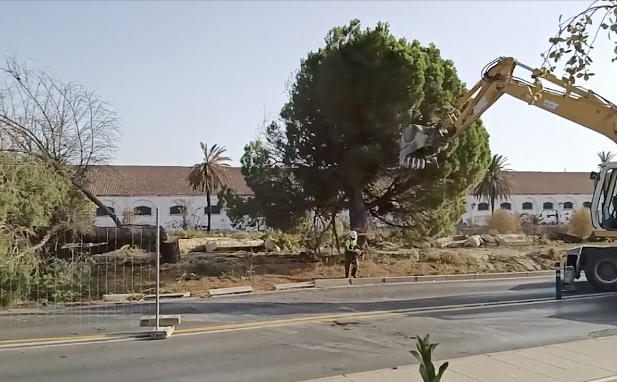 Momento en el que se derrumbó el árbol cerca de las antiguas bodegas Croft.