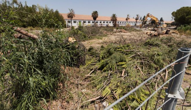 Otra de las imágenes del 'arboricidio'.