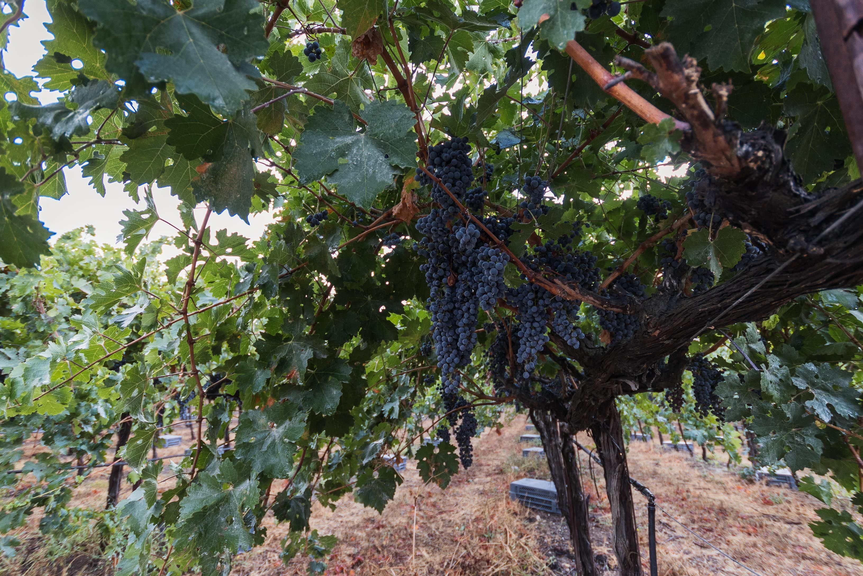 BODEGA TESALIA 1