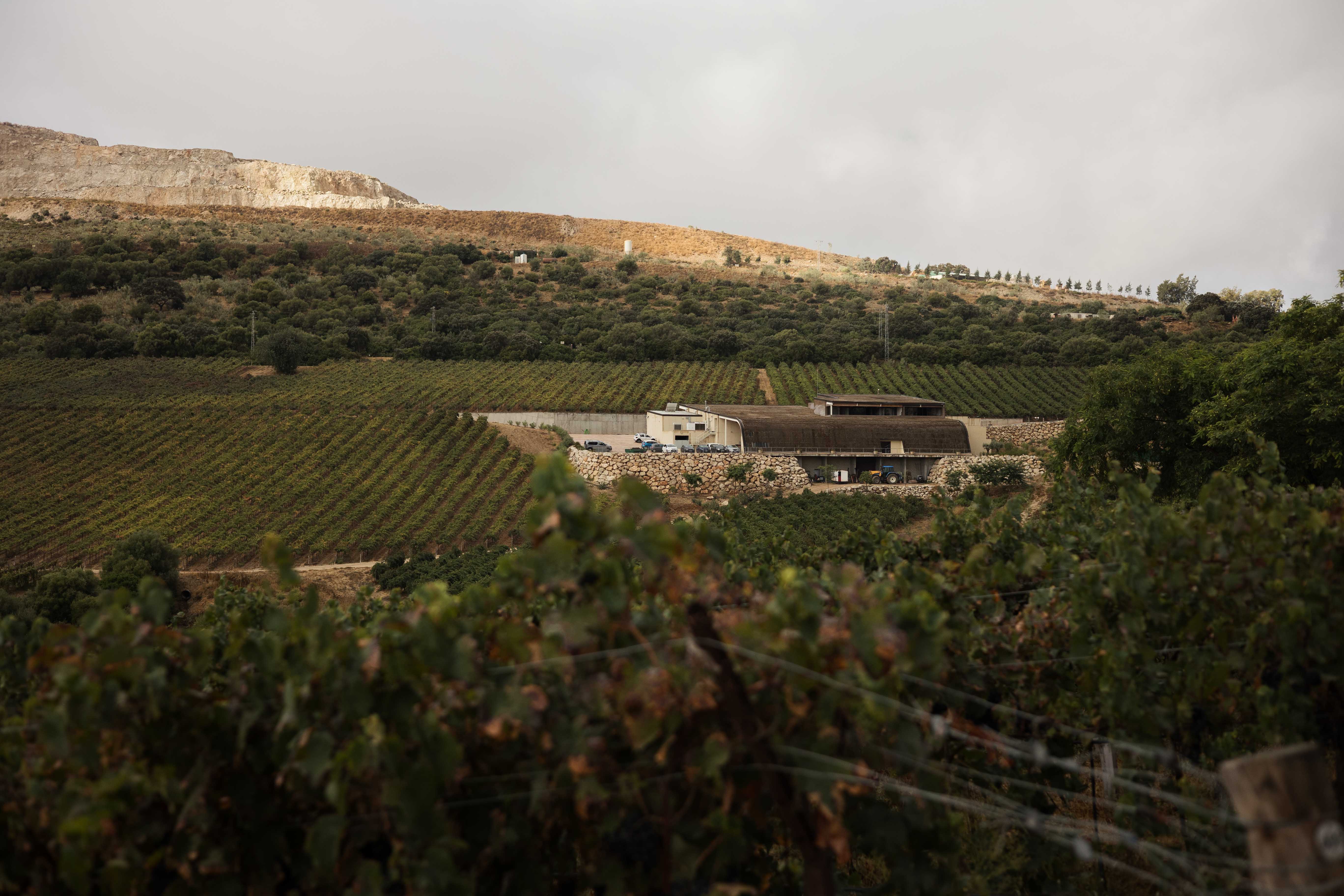 BODEGA TESALIA 9