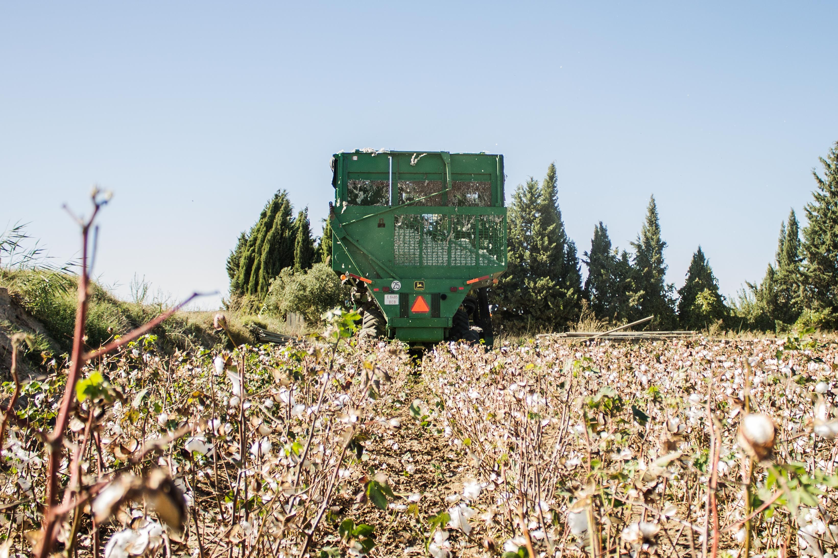 La máquina cosechadora recorre la parcela de Esteban.