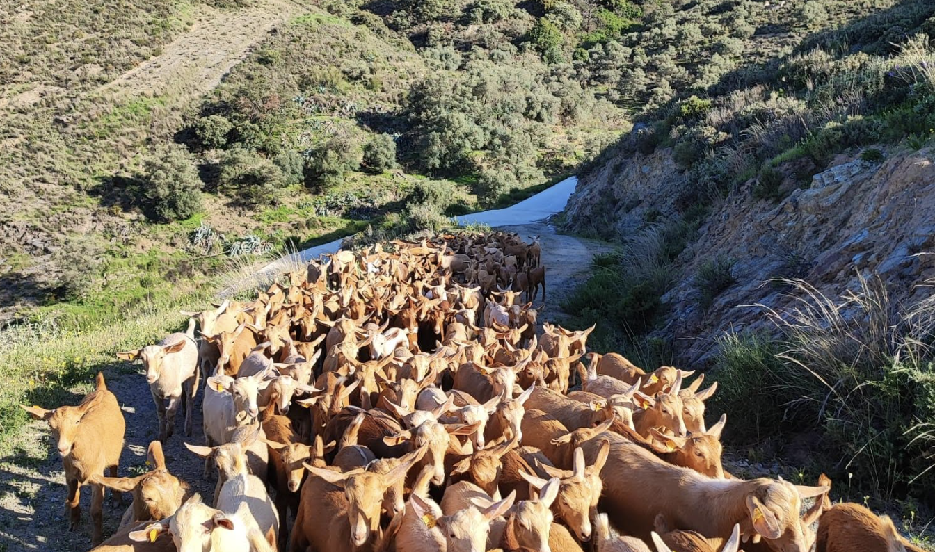 Imagen de archivo de una explotación ganadera especializada en producción de leche de caprino en Andalucía.