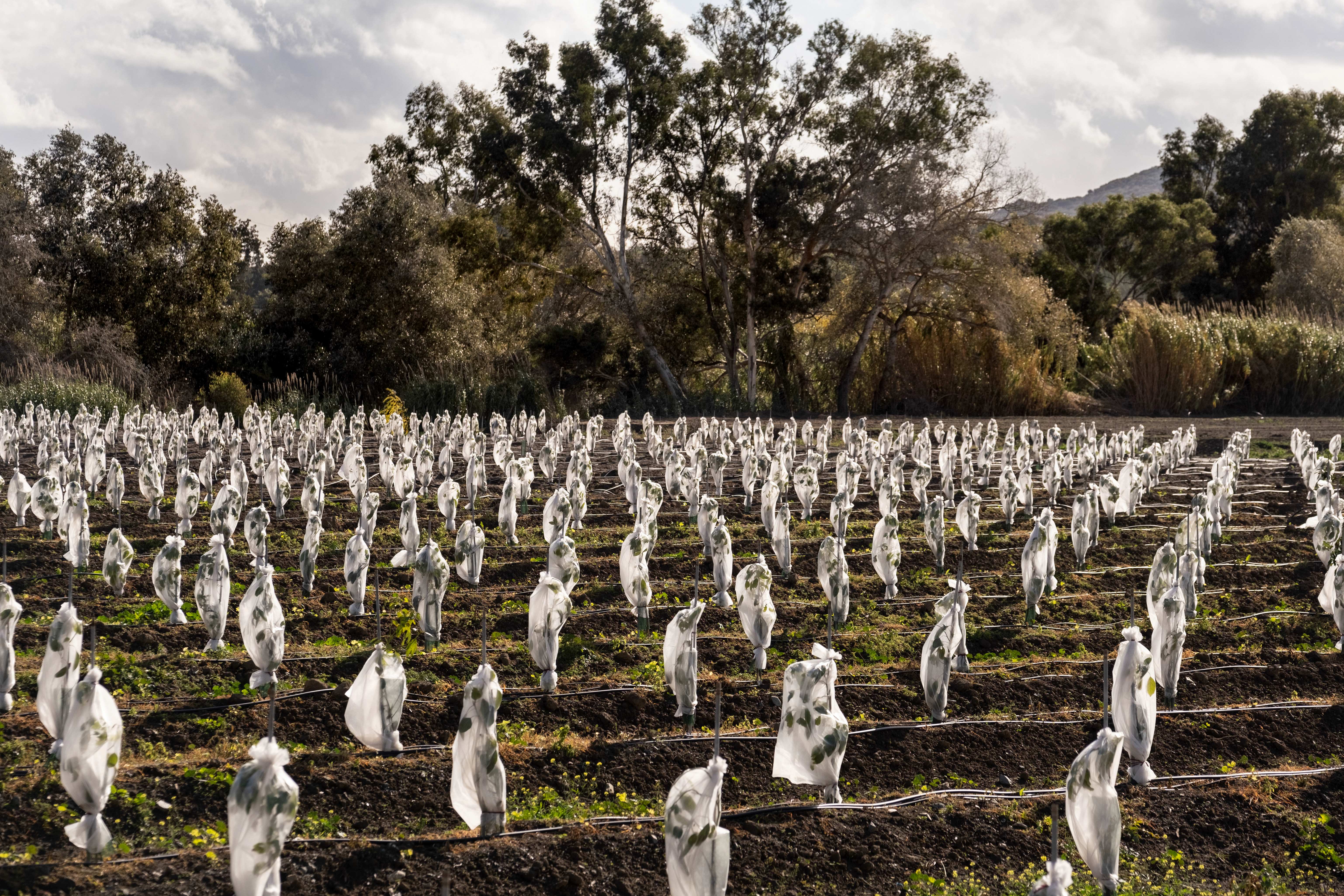 Cultivo de aguacates en el Campo de Gibraltar. GREENPEACE