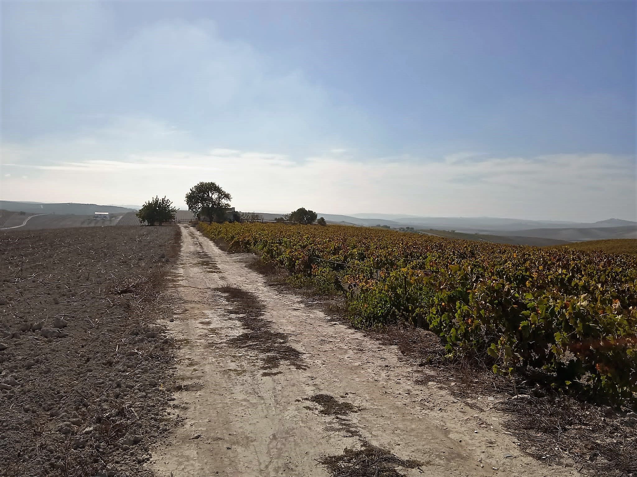 VIÑEDOS EN EL CAMINO HACIA EL DUQUE DESDE LA PASADA DE LA SEVILLANA