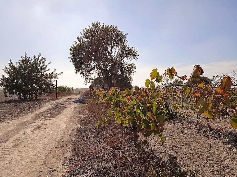 VIÑEDOS PROXIMOS AL ALGARROBO