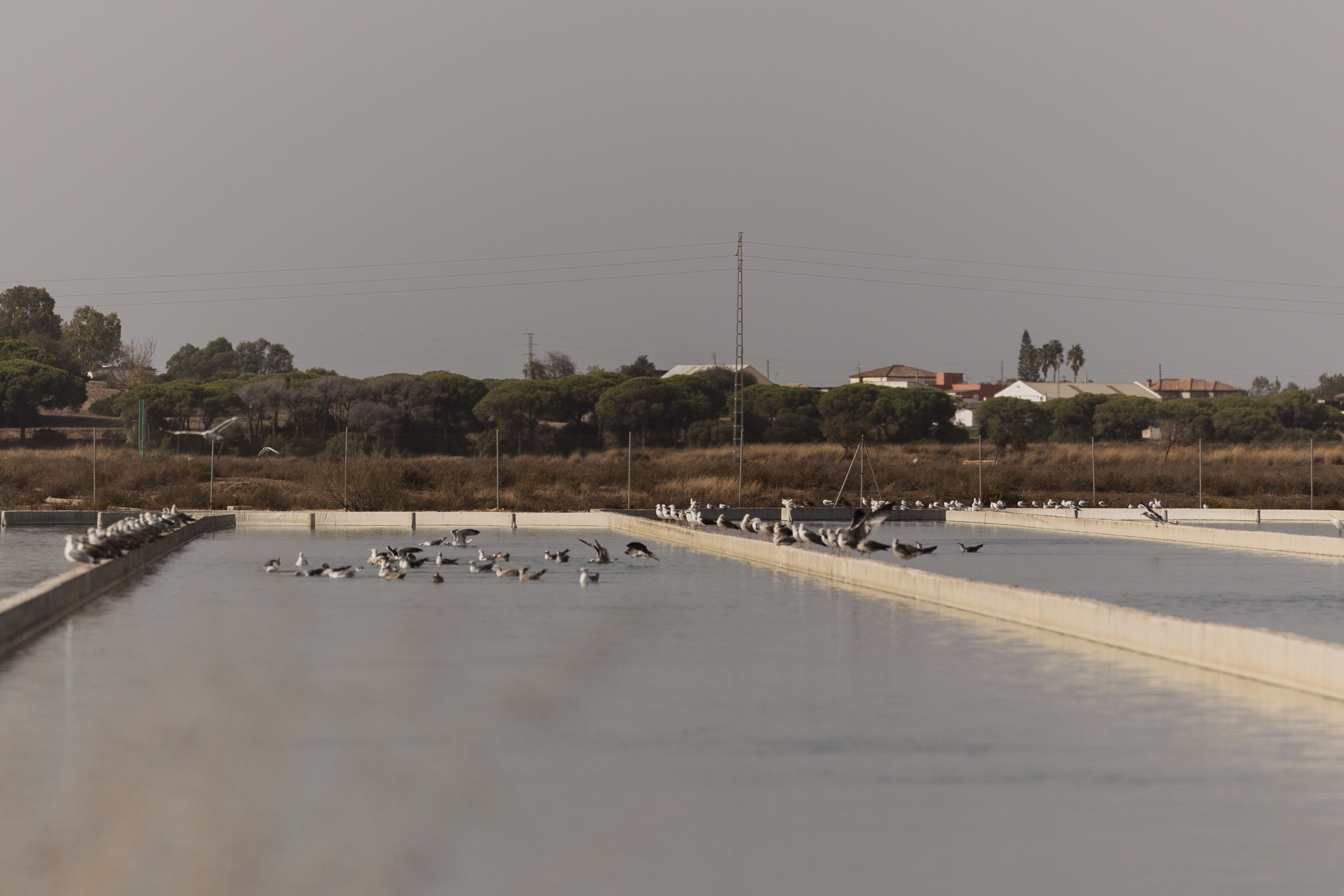 Vista de los cultivos en pleno Parque Natural Bahía de Cádiz.