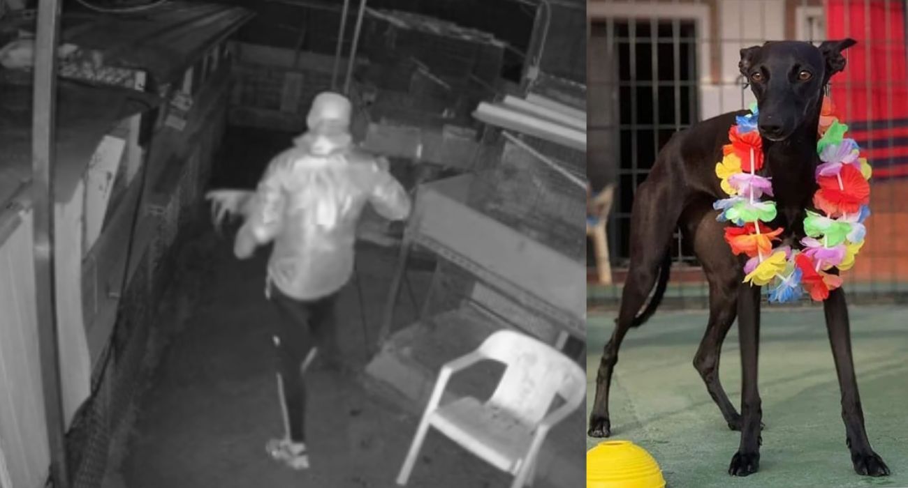 Imagen de uno de los ladrones y de Bimba, la galga italiana que ha sido robada en Guadalcacín. 
