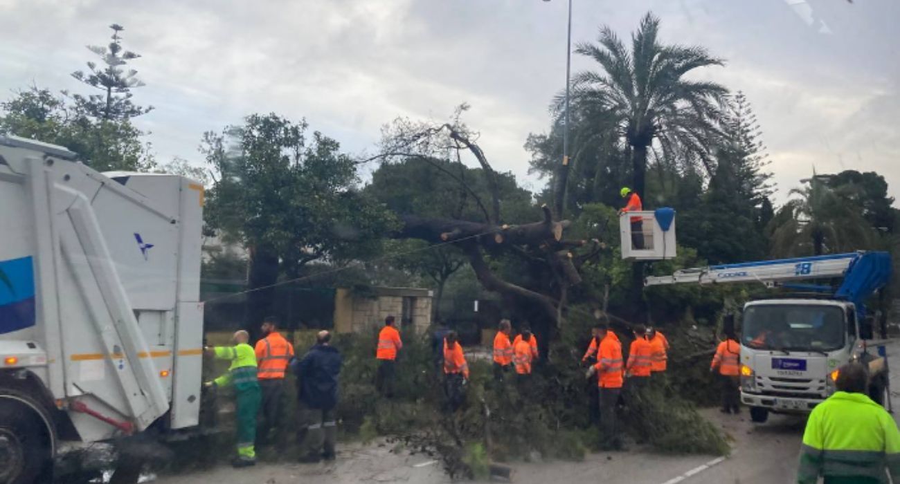 Operarios municipales están trabajando desde primera hora de la mañana en los destrozos que ha dejado el tornado en Jerez. Operarios municipales están trabajando desde primera hora de la mañana en los destrozos que ha dejado el tornado en Jerez.