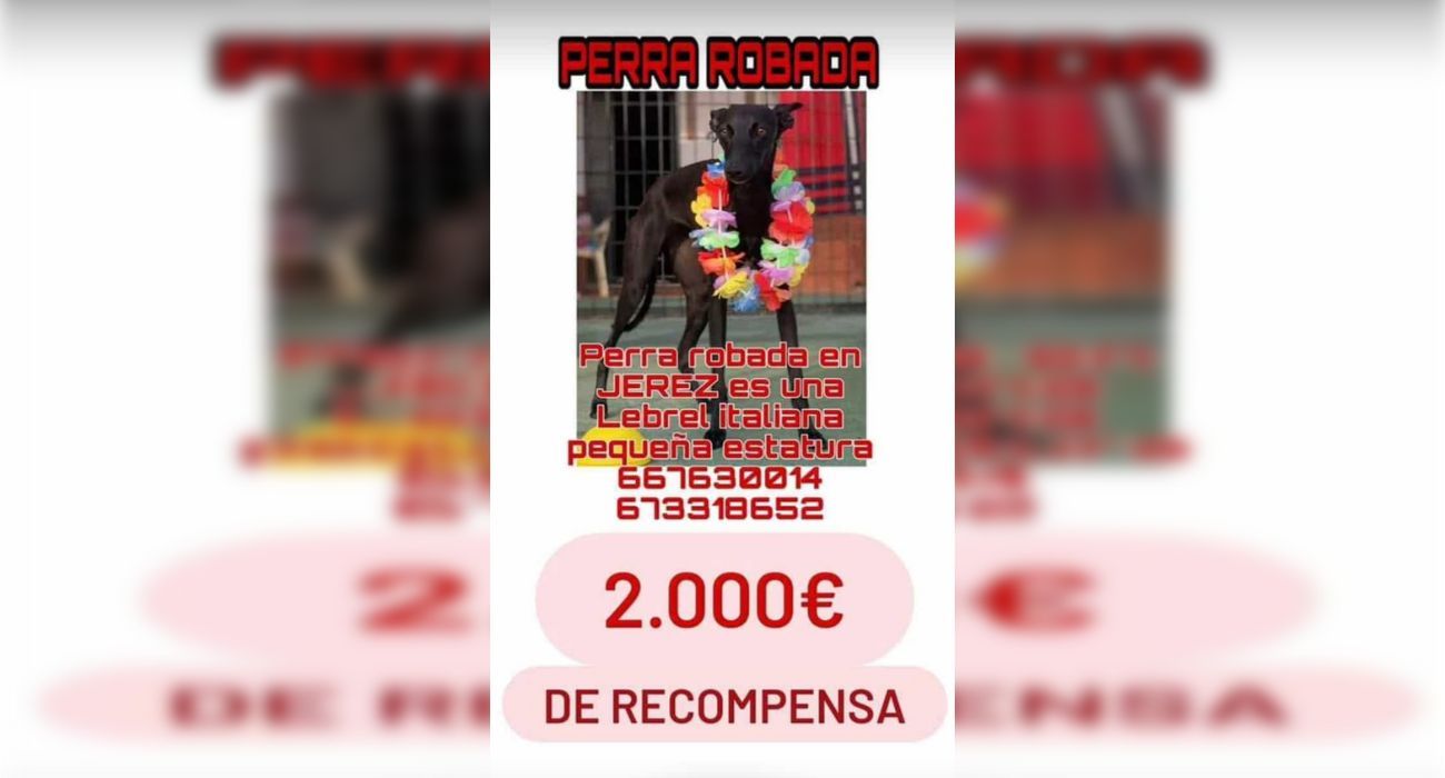 Bimba, la galga italiana robada en Jerez.