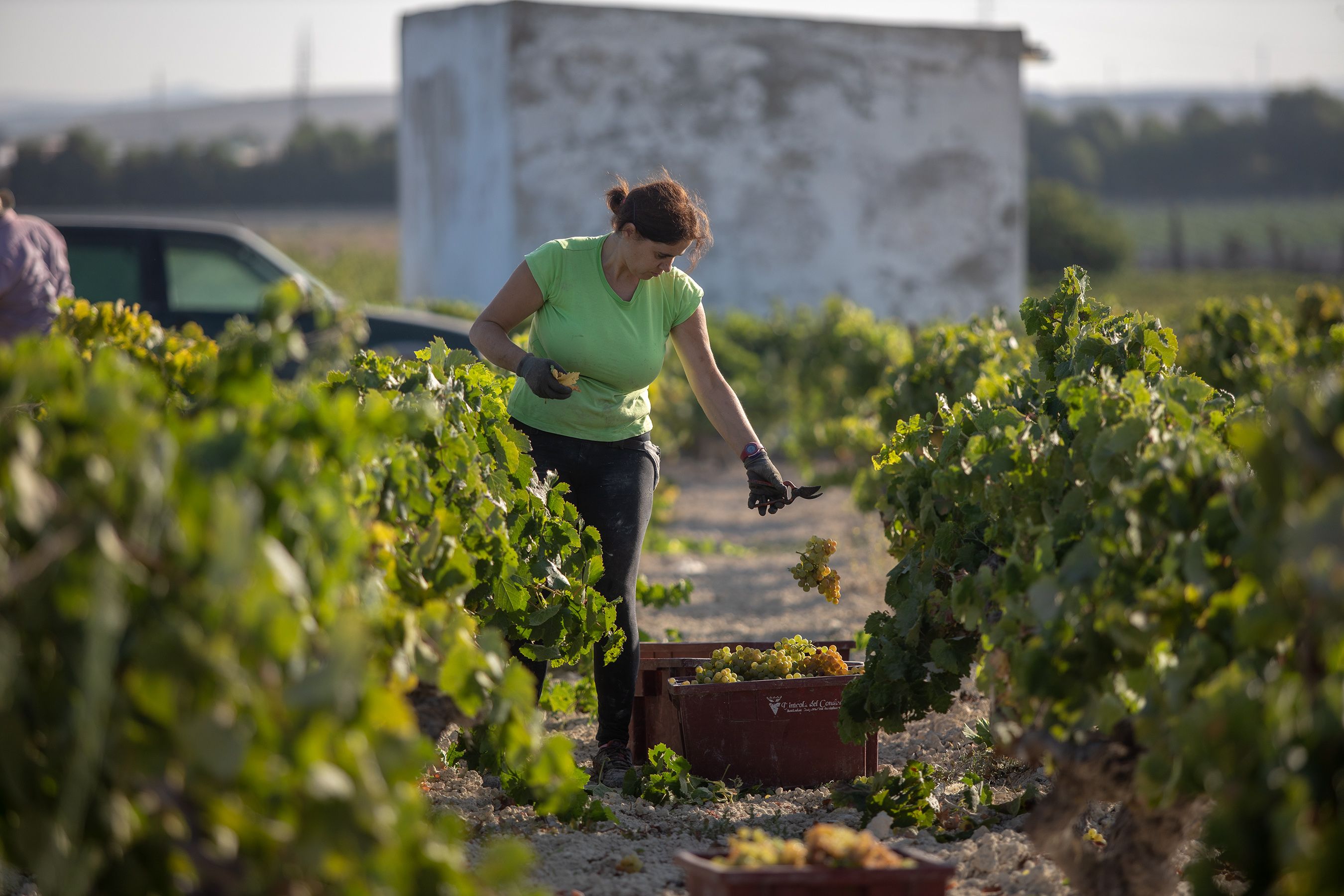 Vinos de pasto, vinos del Marco. Una pequeña viña en el Marco de Jerez, en una imagen de archivo.
