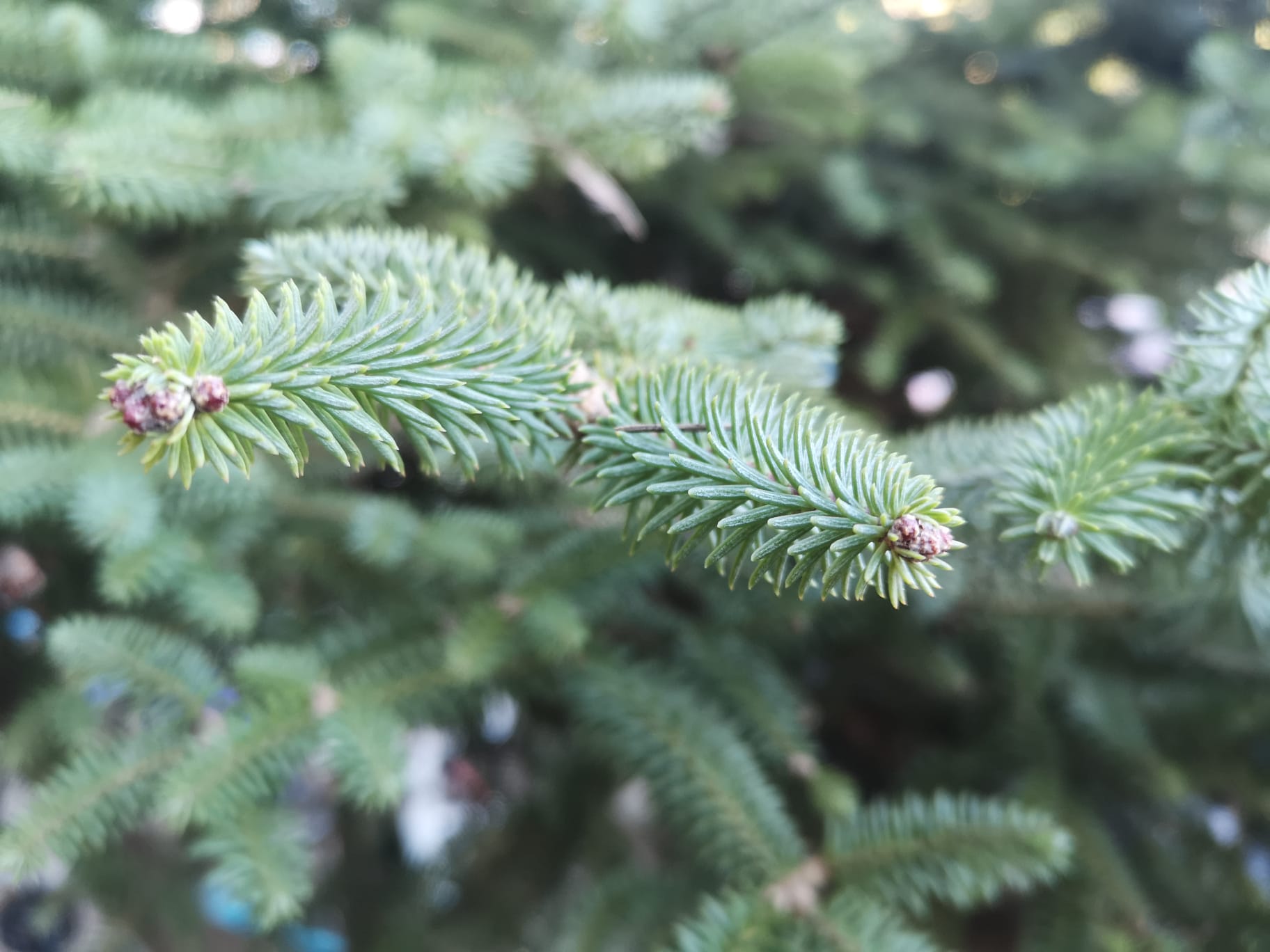 Detalle del pinsapo.