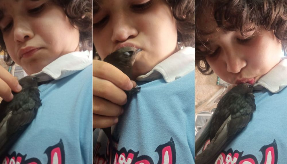 Pablo, todo amor con un vencejo.