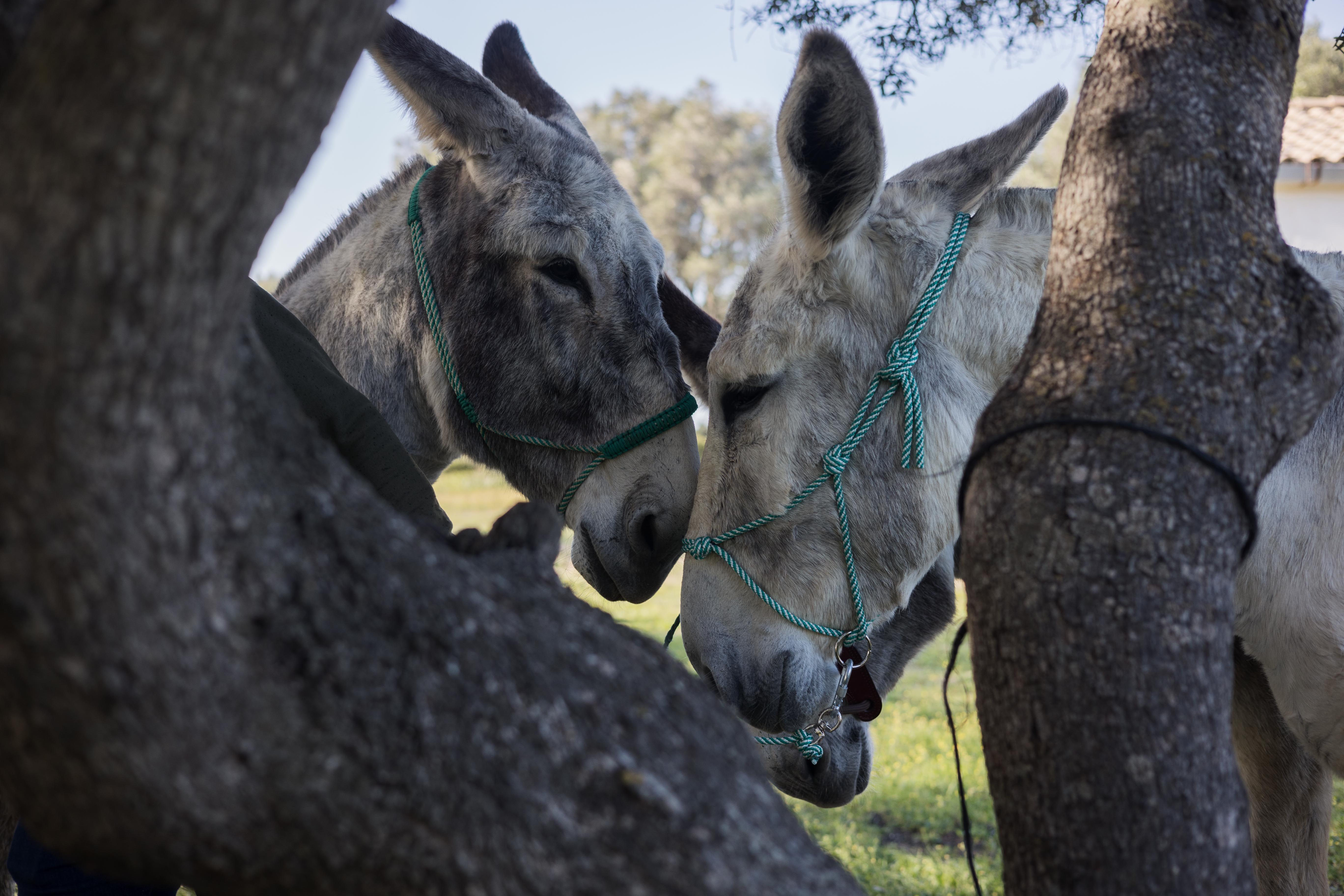 Detalle de los burros de Antonio Coca. 