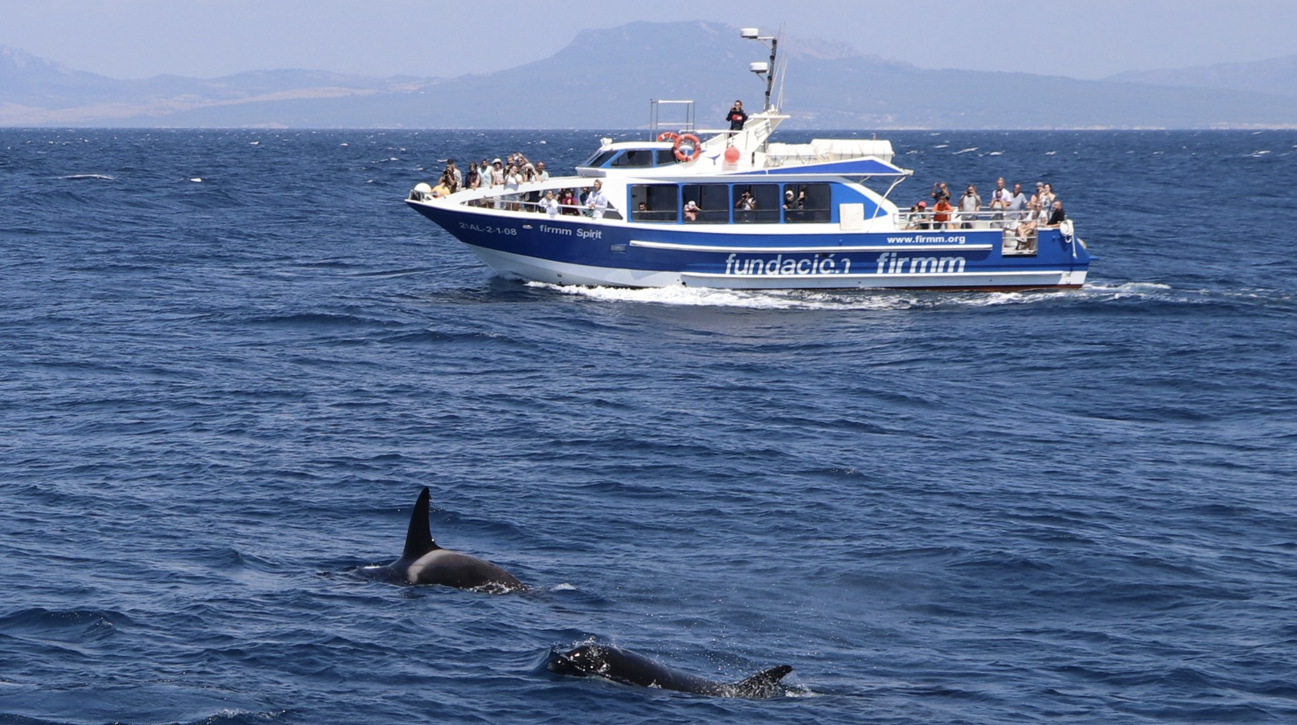 Avistamiento de delfines en la zona del Estrecho de Gibraltar