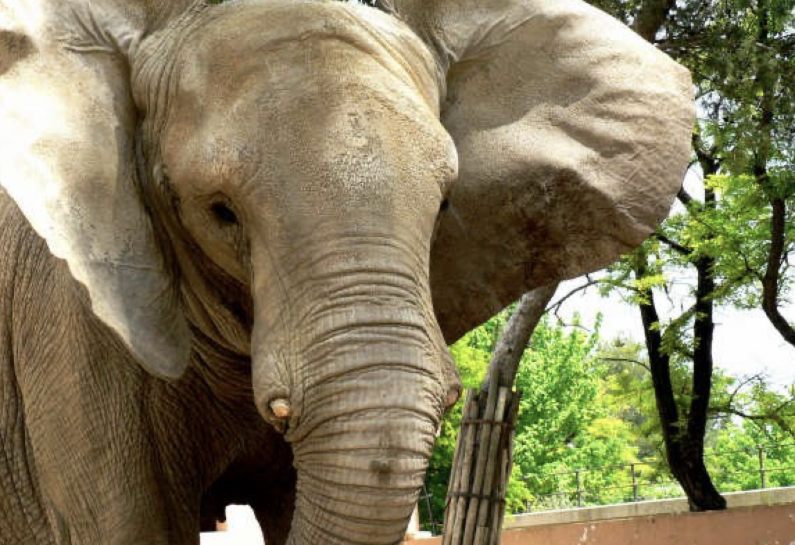 Muere Buba, la querida y añorada elefante que llegó hace 35 años al Zoo de Jerez. Muere Buba, la querida y añorada elefante que llegó hace 35 años al Zoo de Jerez.