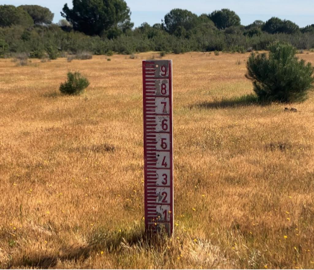 Imagen de la laguna del Navazo del Toro en Doñana.