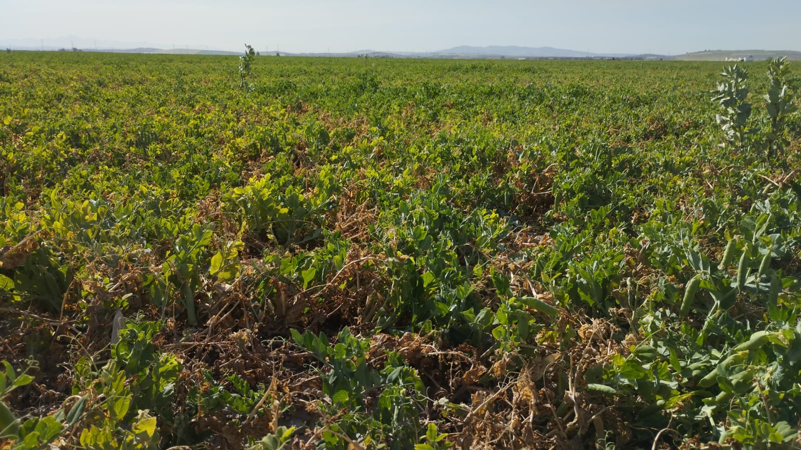 Un cultivo afectado por la sequía, en el campo andaluz. Un cultivo afectado por la sequía, en el campo andaluz.
