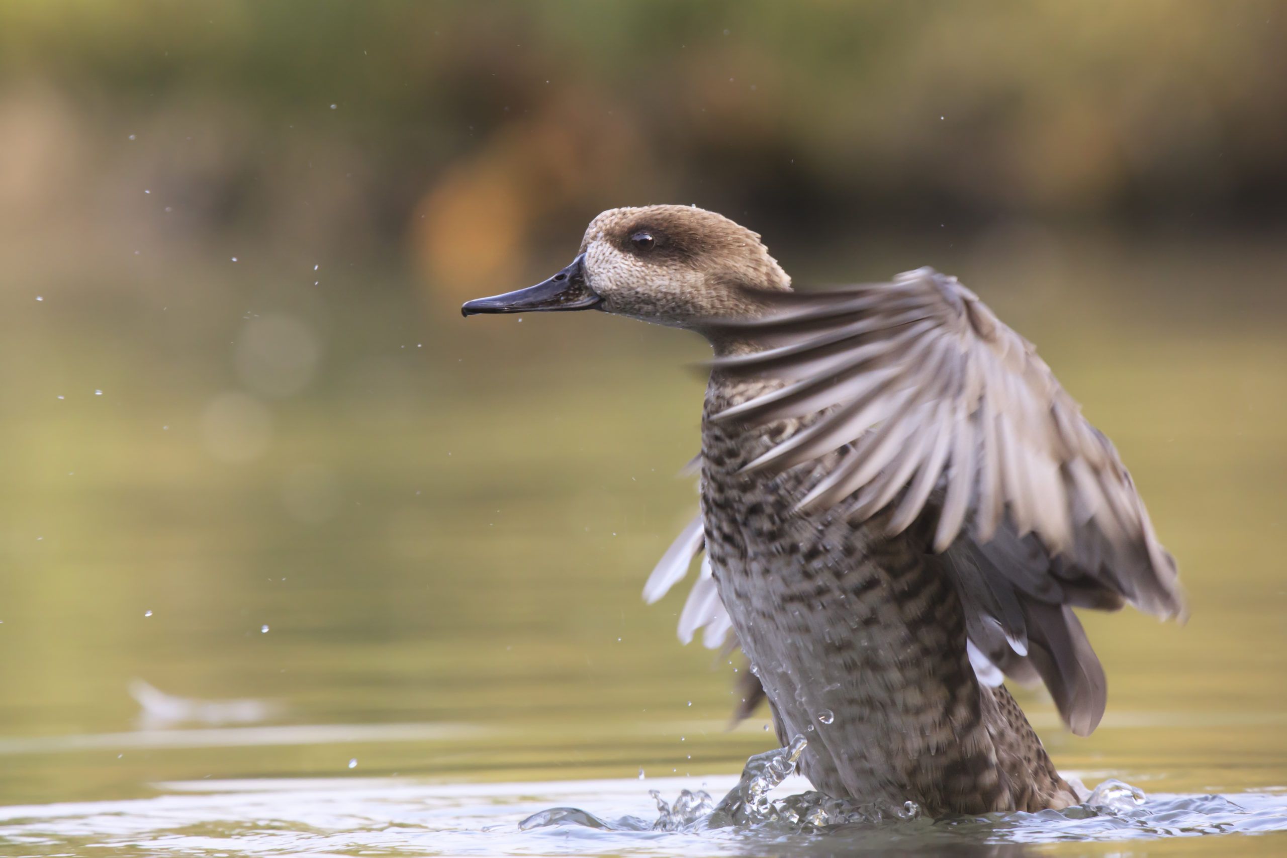 Un ejemplar de cerceta pardilla, en una imagen de la Fundación Biodiversidad.