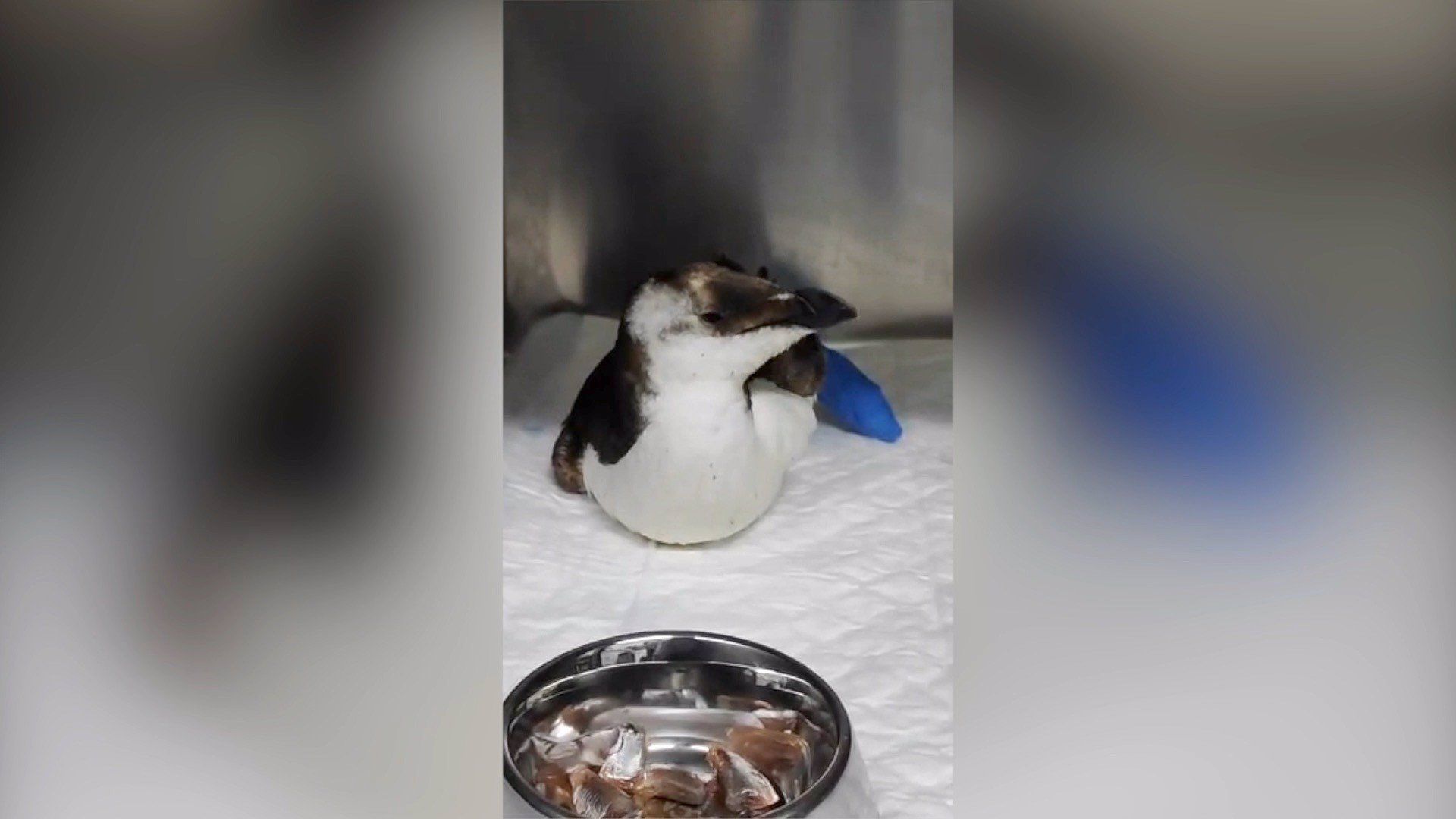 Aparece un pingüino europeo en la playa de Mazagón en Huelva.