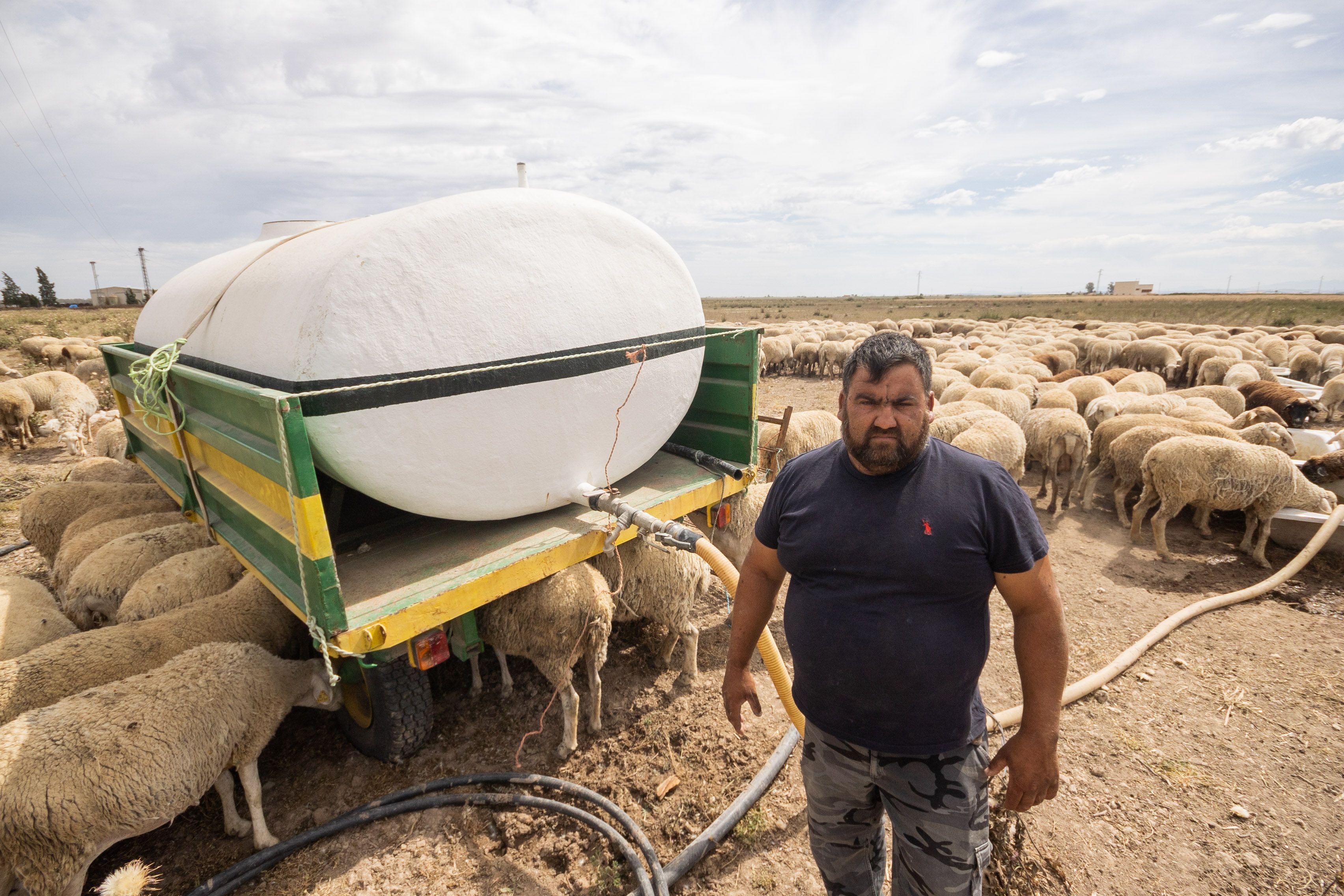 Sequía en la cuenca del Guadalquivir. Un pastor lebrijano, junto a su rebaño, sediento y aprovechando cosechas perdidas para sobrevivir. Sequía en la cuenca del Guadalquivir. Un pastor lebrijano, junto a su rebaño, sediento y aprovechando cosechas perdidas para sobrevivir.