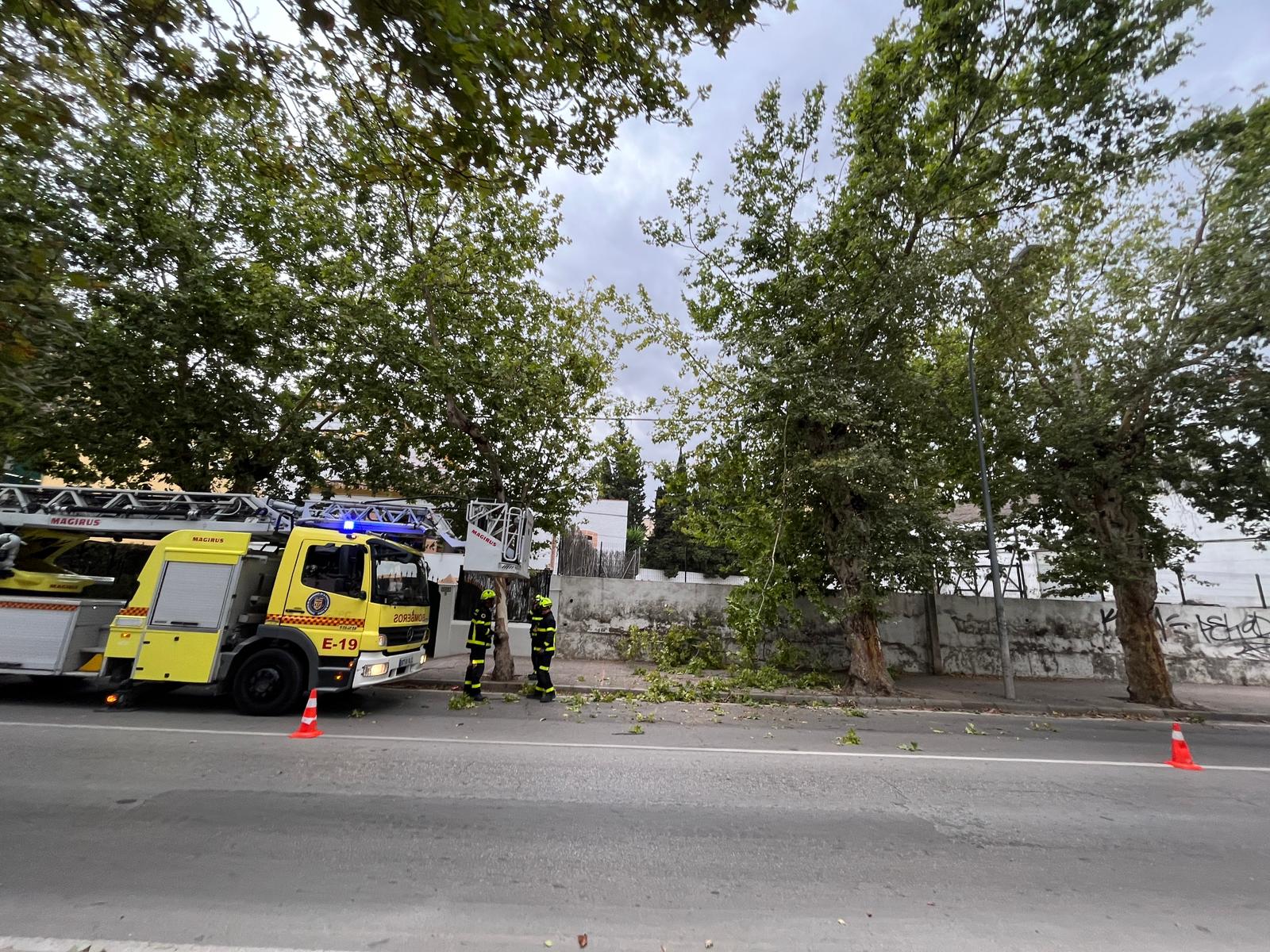 Una rama caída, en un temporal en el pasado.