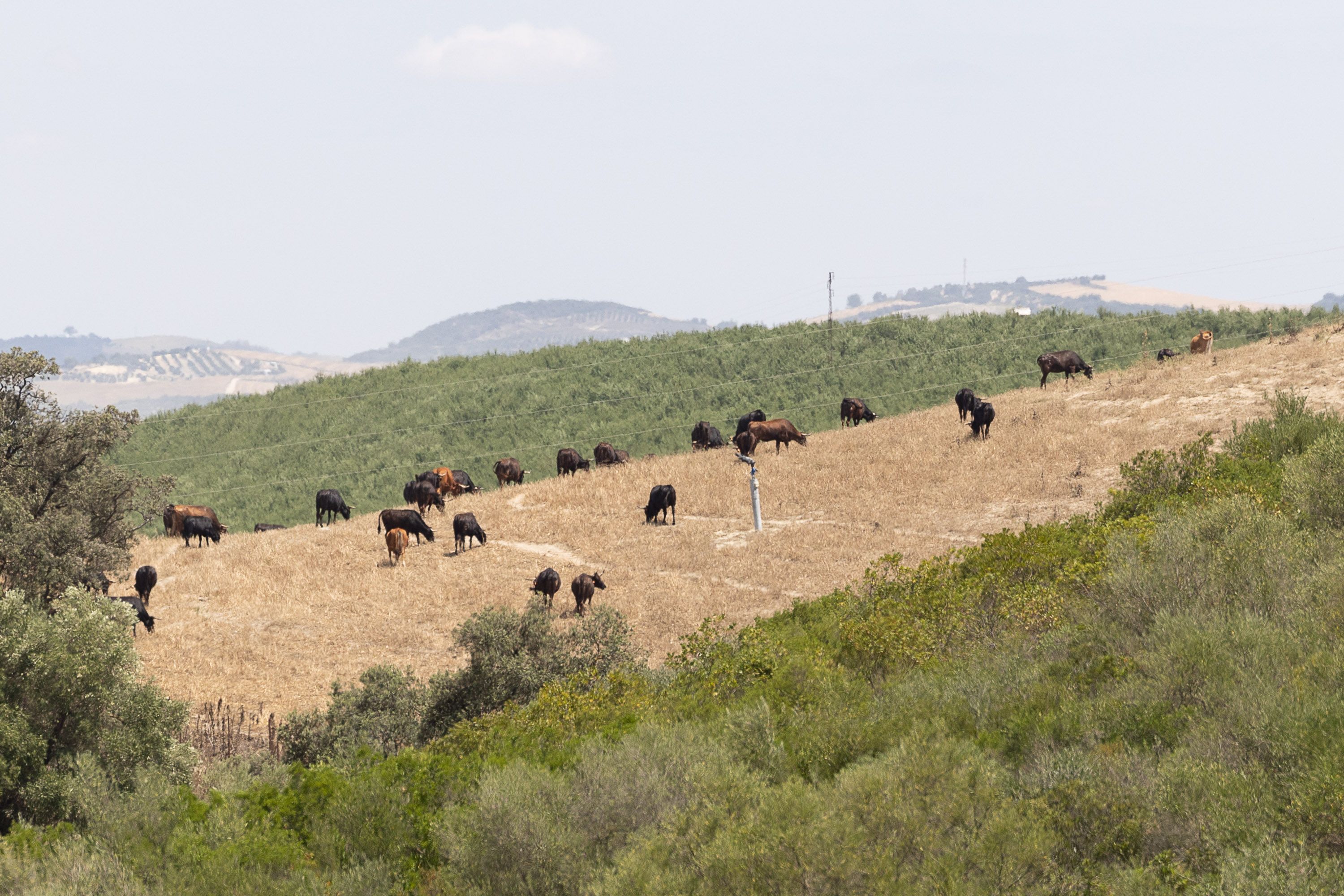 Sequía san jose del valle