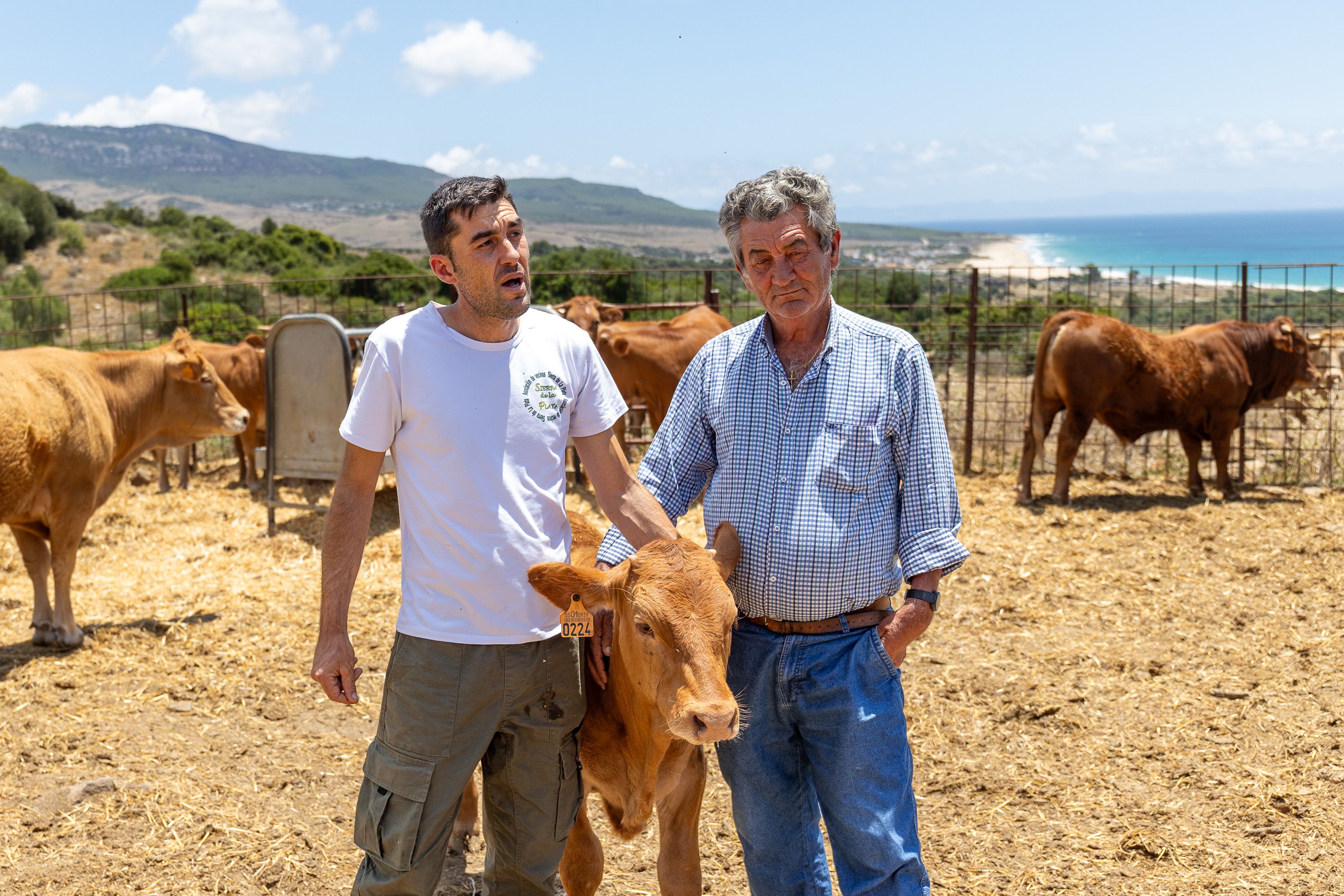 Carne de retinto bolonia  011
