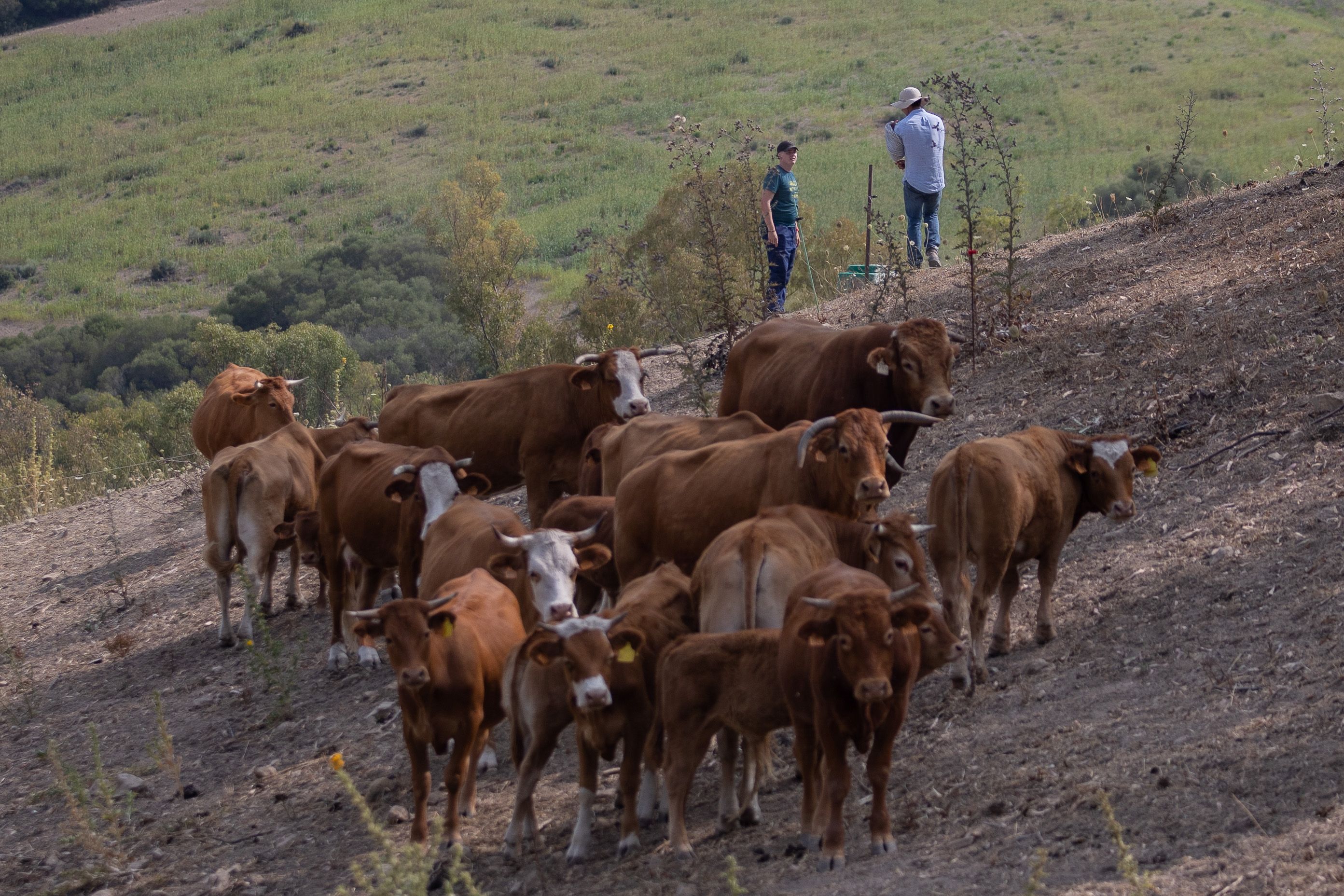 El ganado descansa en el cerro. 