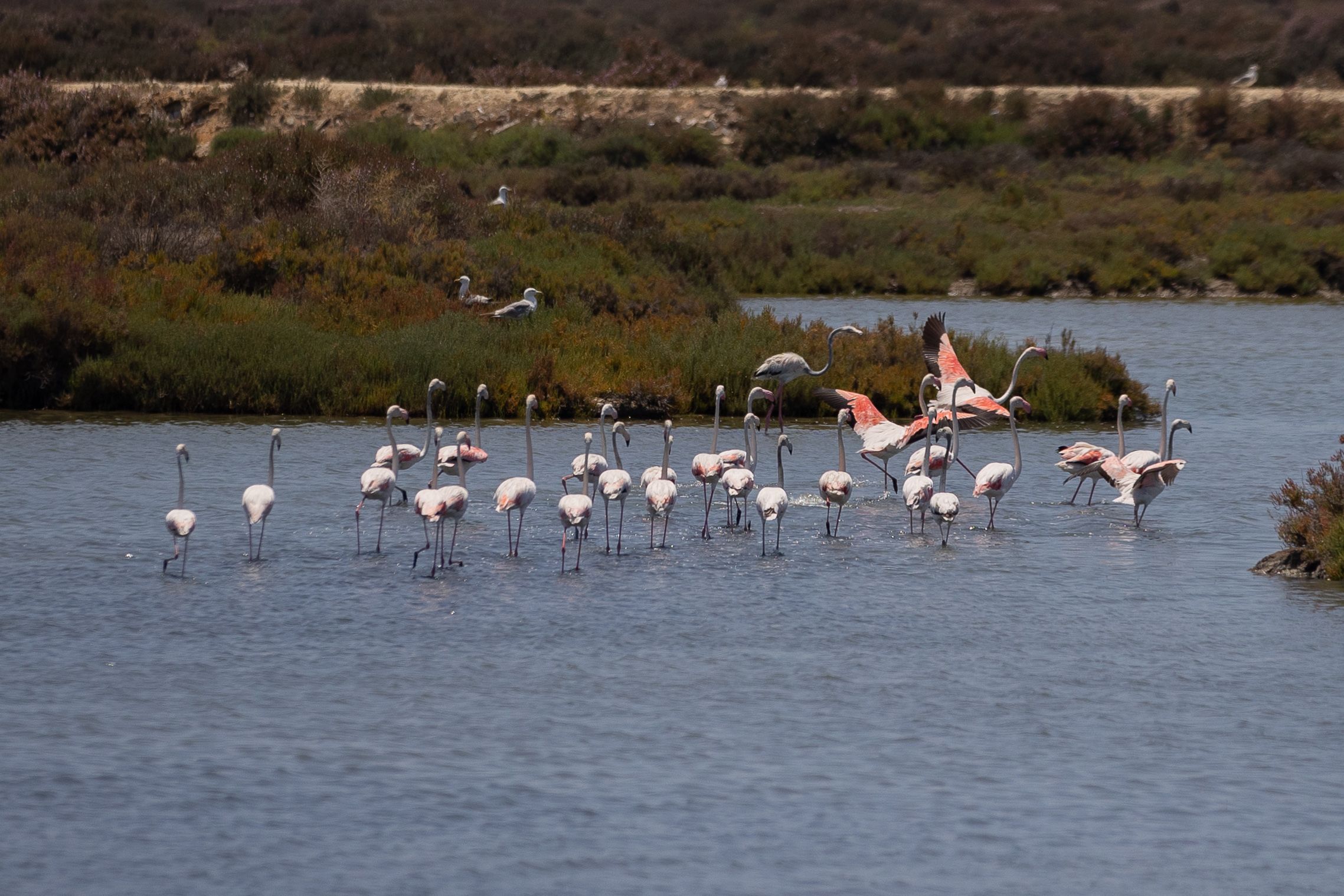 Flamencos en las salinas.