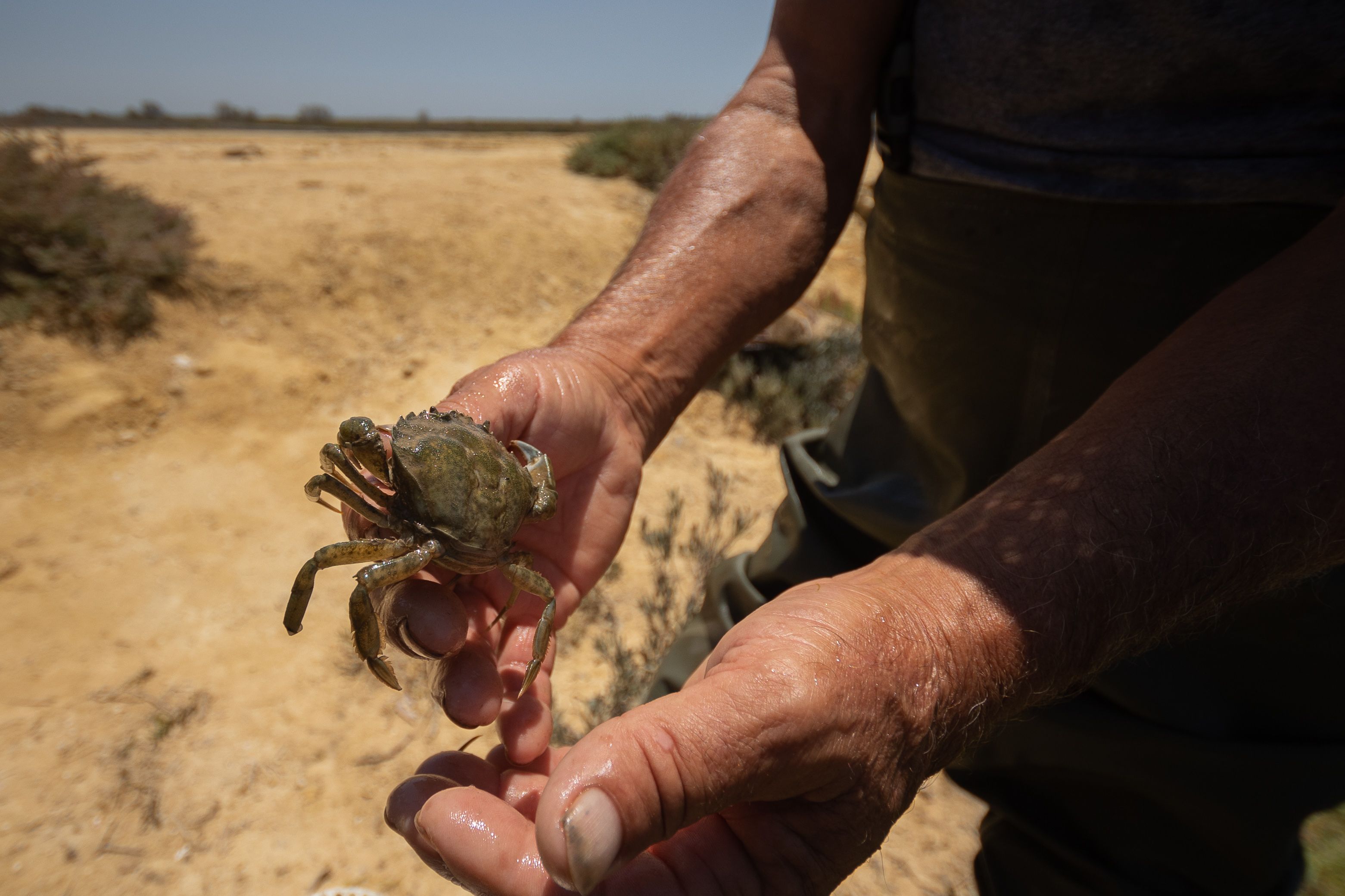 Juan Ariza pesca un cangrejo autóctono. 