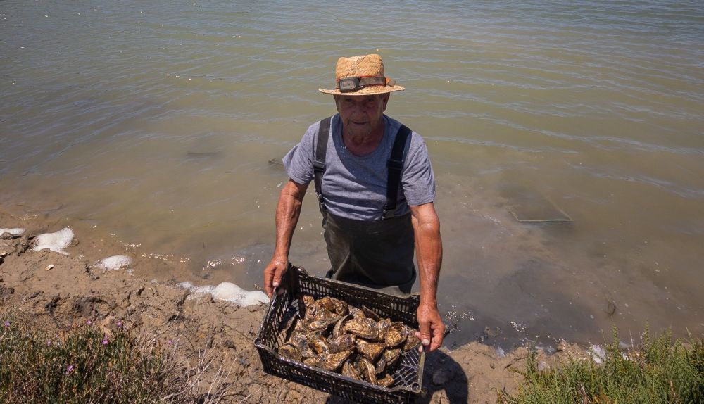 Extracción de pescado en las salinas de Balbanera en Puerto Real.