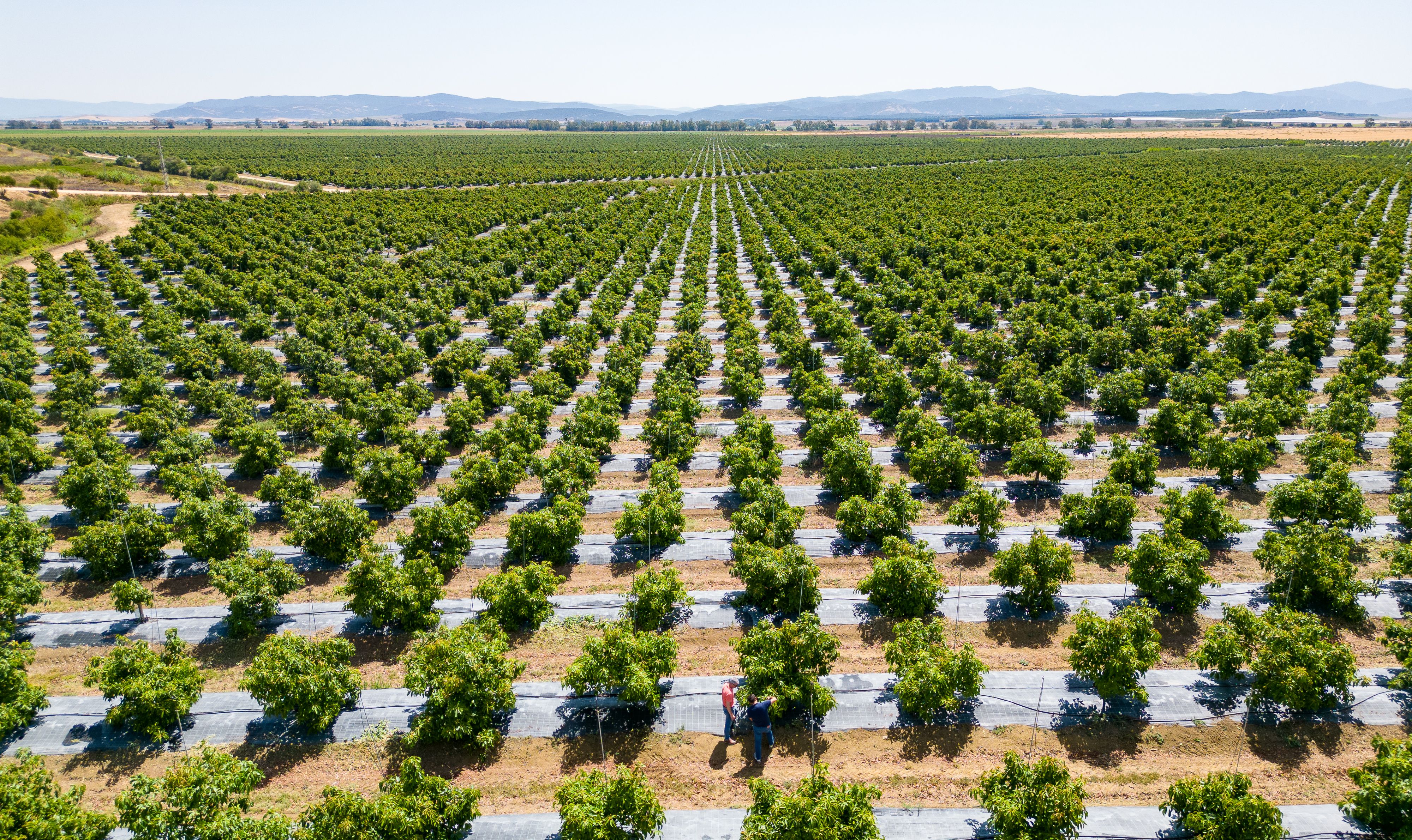 Espectacular vista de la plantación de aguacate de Las Lomas, en los términos municipales de Vejer, Medina y Tarifa.