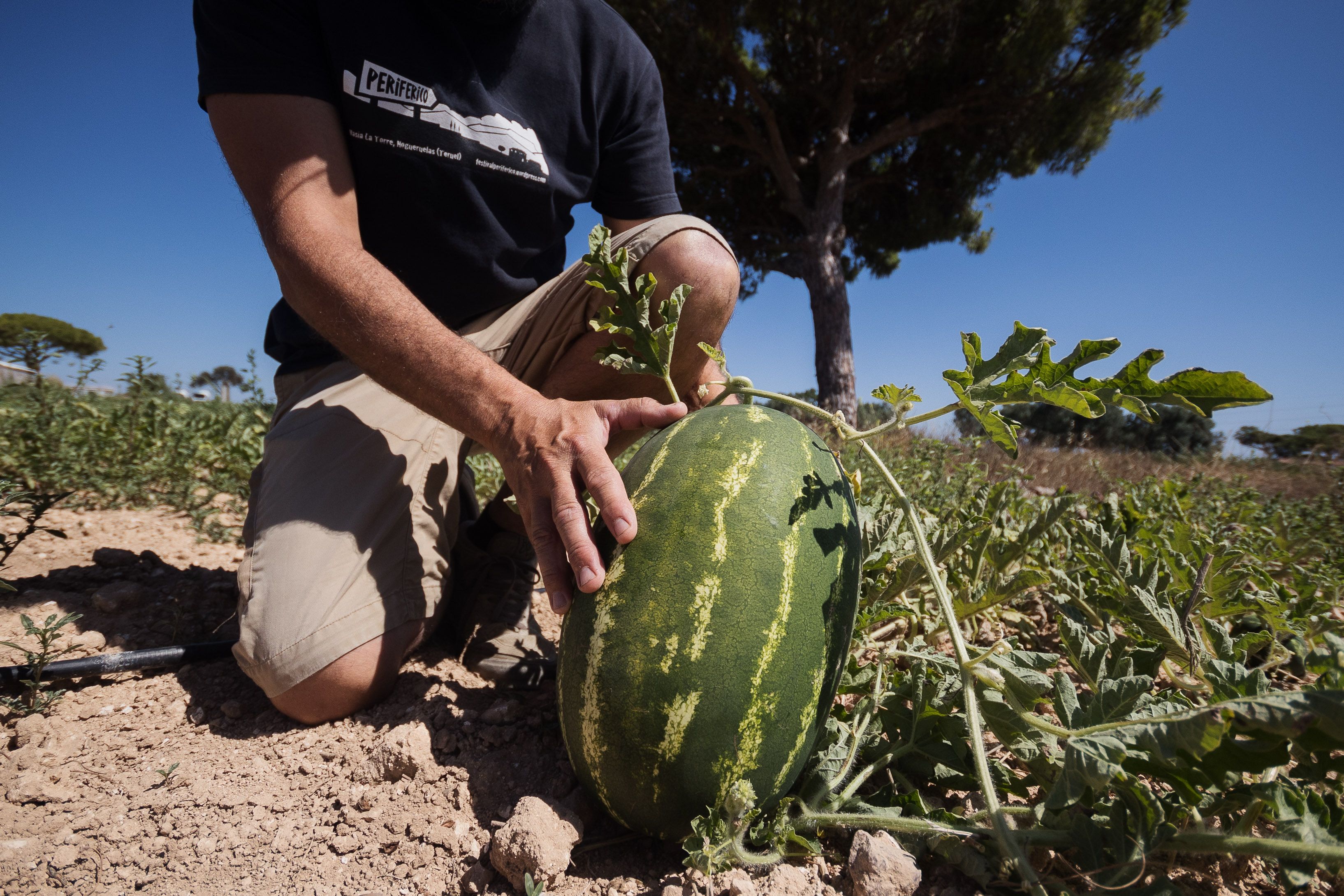 En el terreno cultiva sandías, una fruta de temporada. 