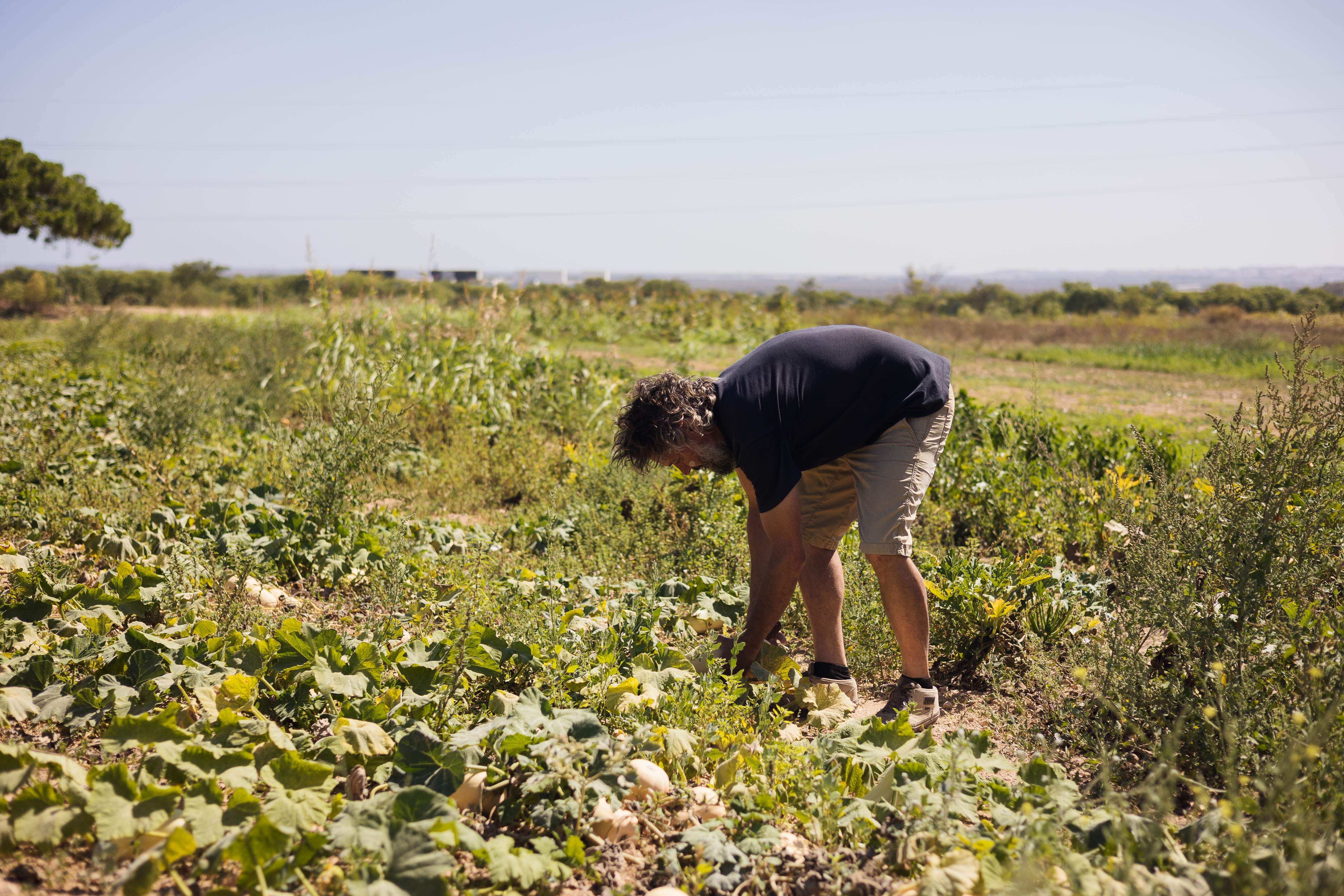 El agricultor recogiendo una calabaza de la finca. 