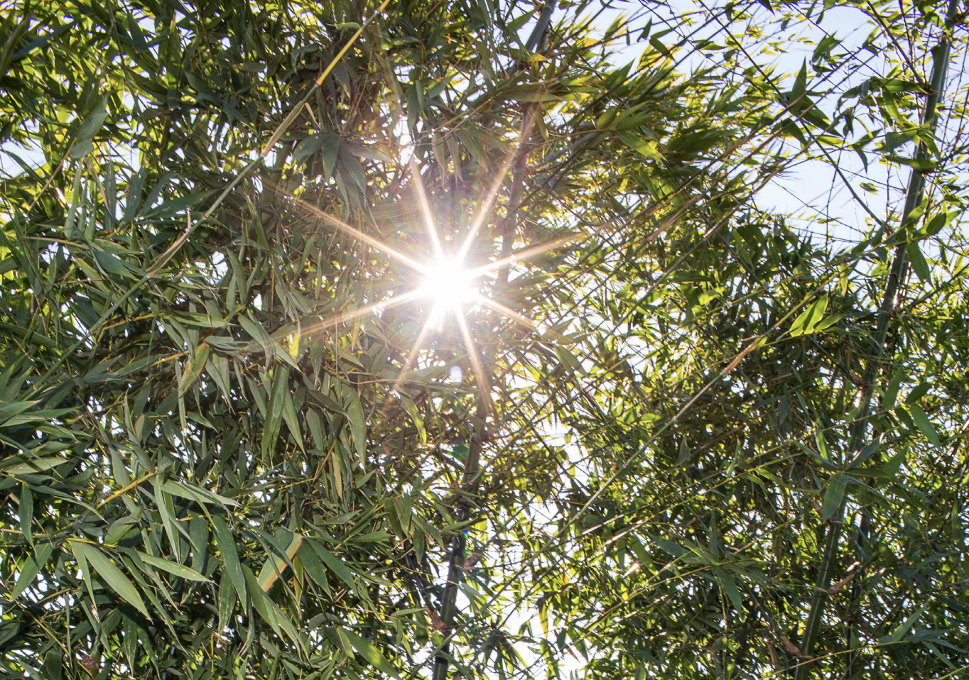 Bosque de bambúes en La Bambusería. 