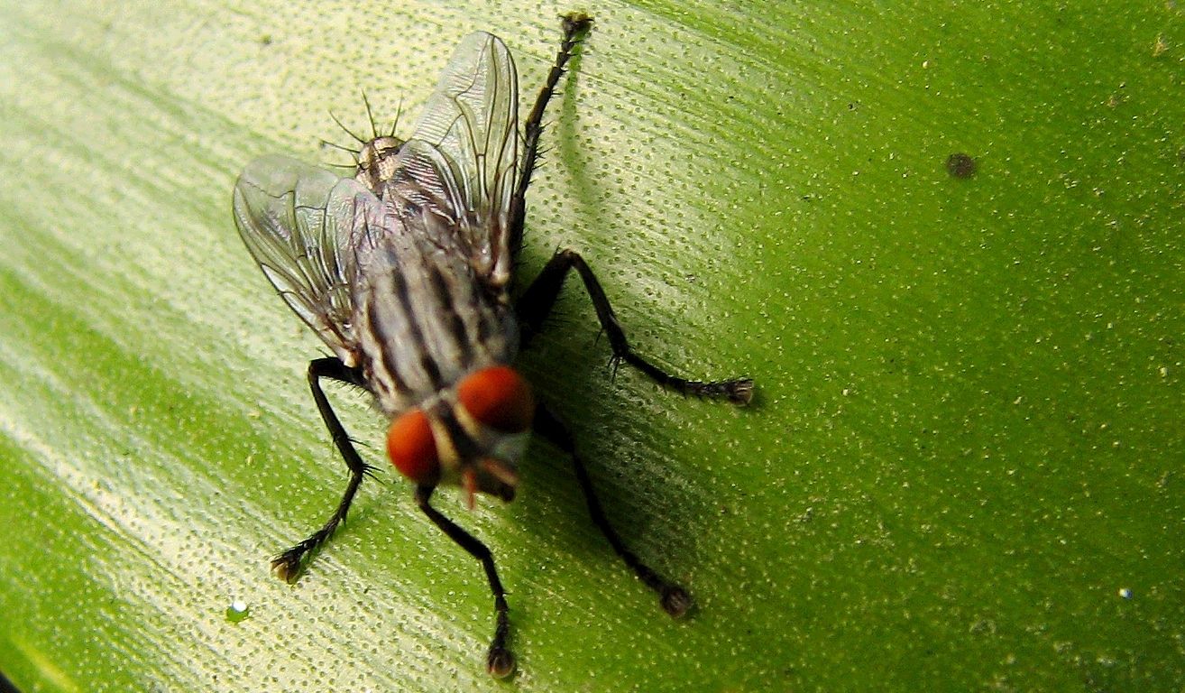 Una mosca, como las que tanto se prodigan por Jerez estos días.
