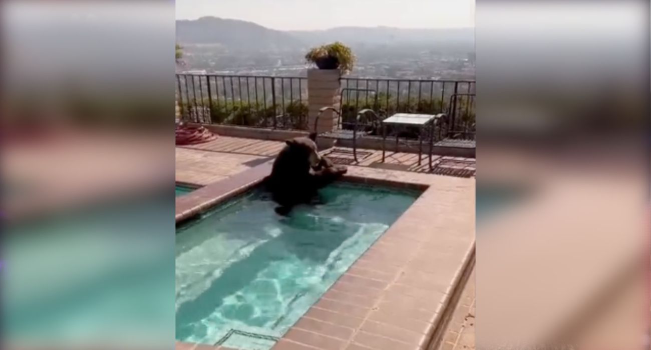 La curiosa imagen de un oso dándose un baño en un jacuzzi. La curiosa imagen de un oso dándose un baño en un jacuzzi.