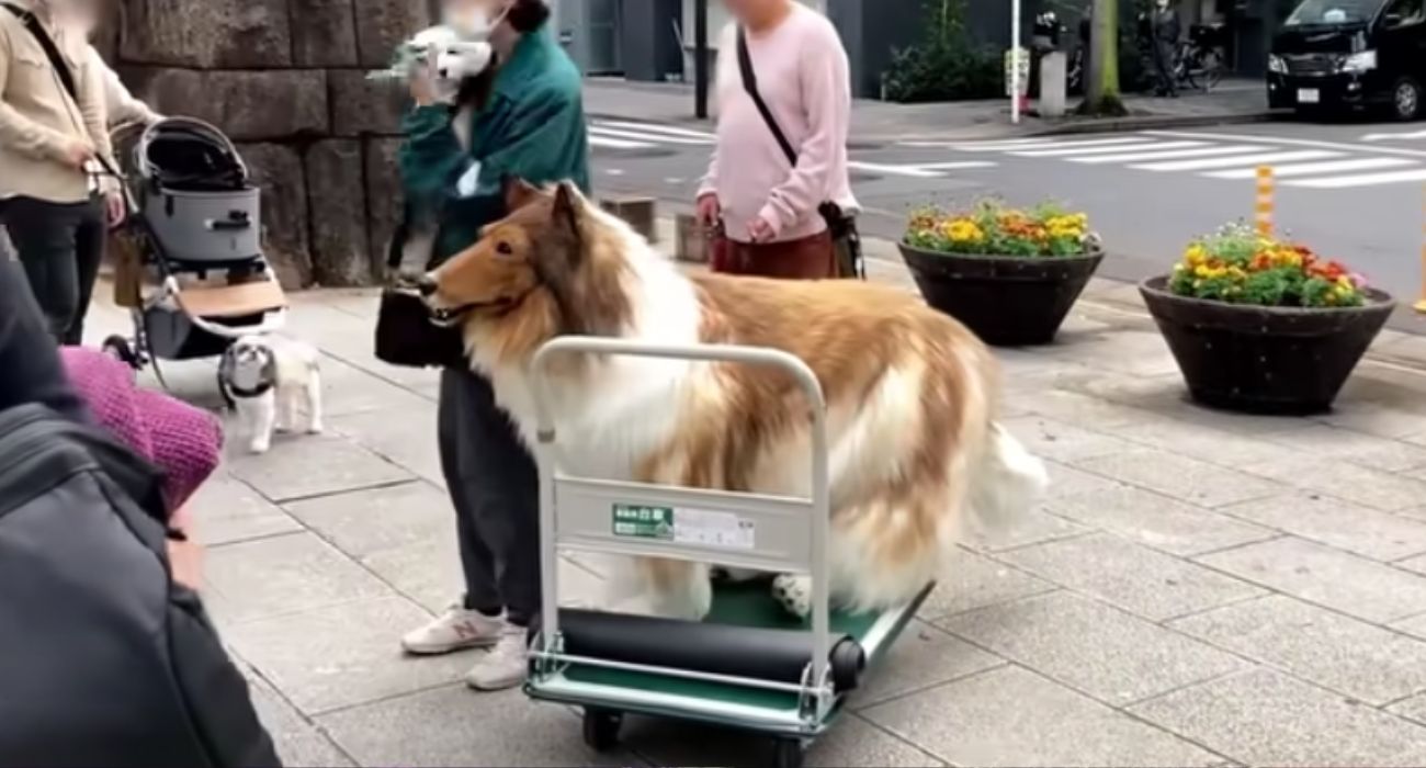 Toco, el hombre que se ha 'convertido' en un perro.