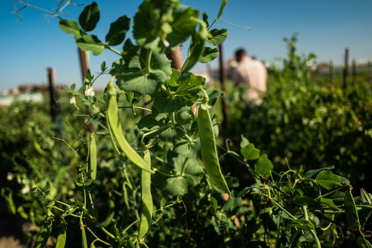 El cuidado del suelo, fundamental para una agricultura más sostenible.