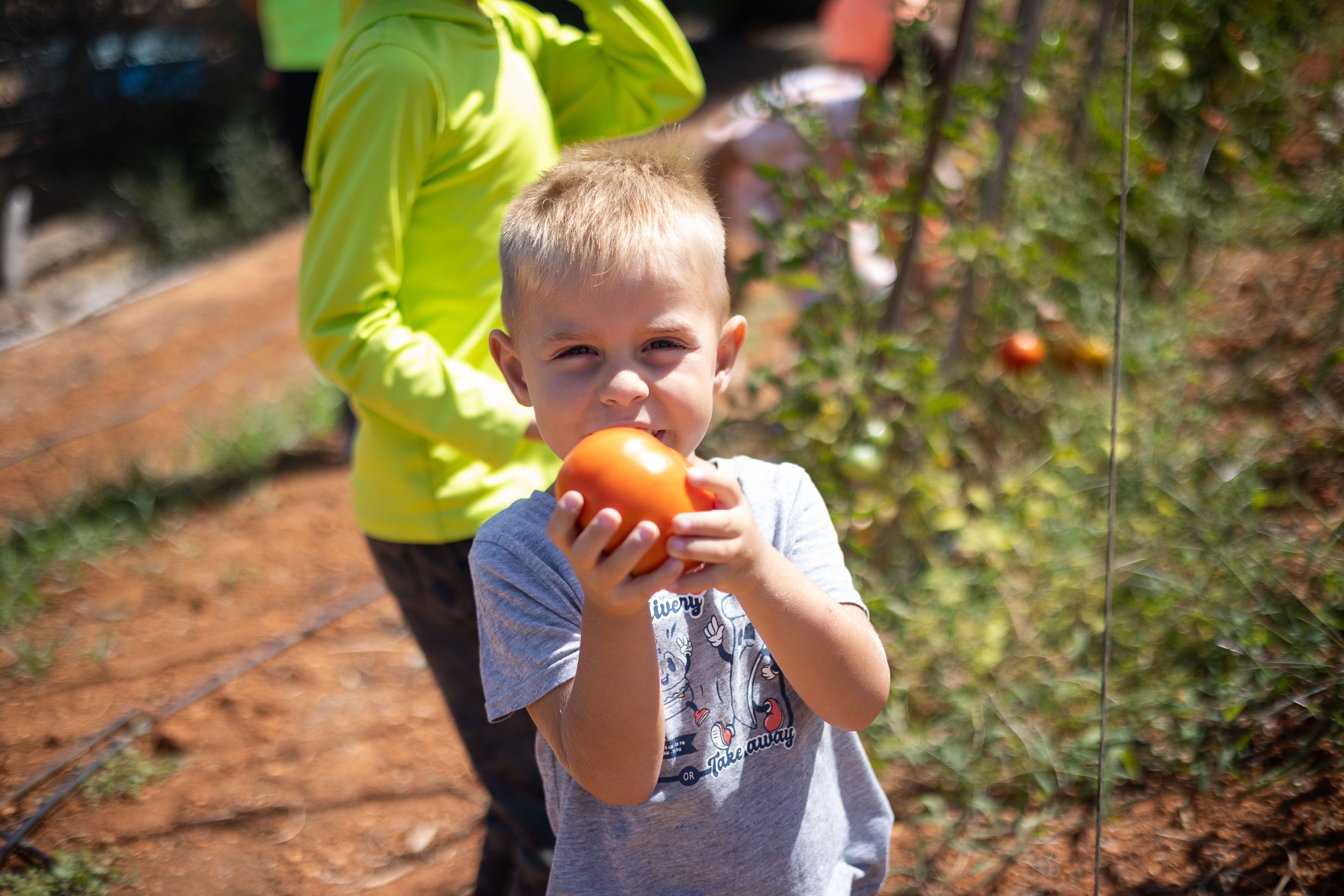 Álvaro Miguel participa en la recogida de tomates. 