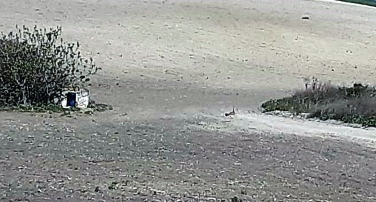 Aves como la avutarda pueden verse en peligro por el proyecto de explotación fotovoltaica en una finca de Cuartillos.