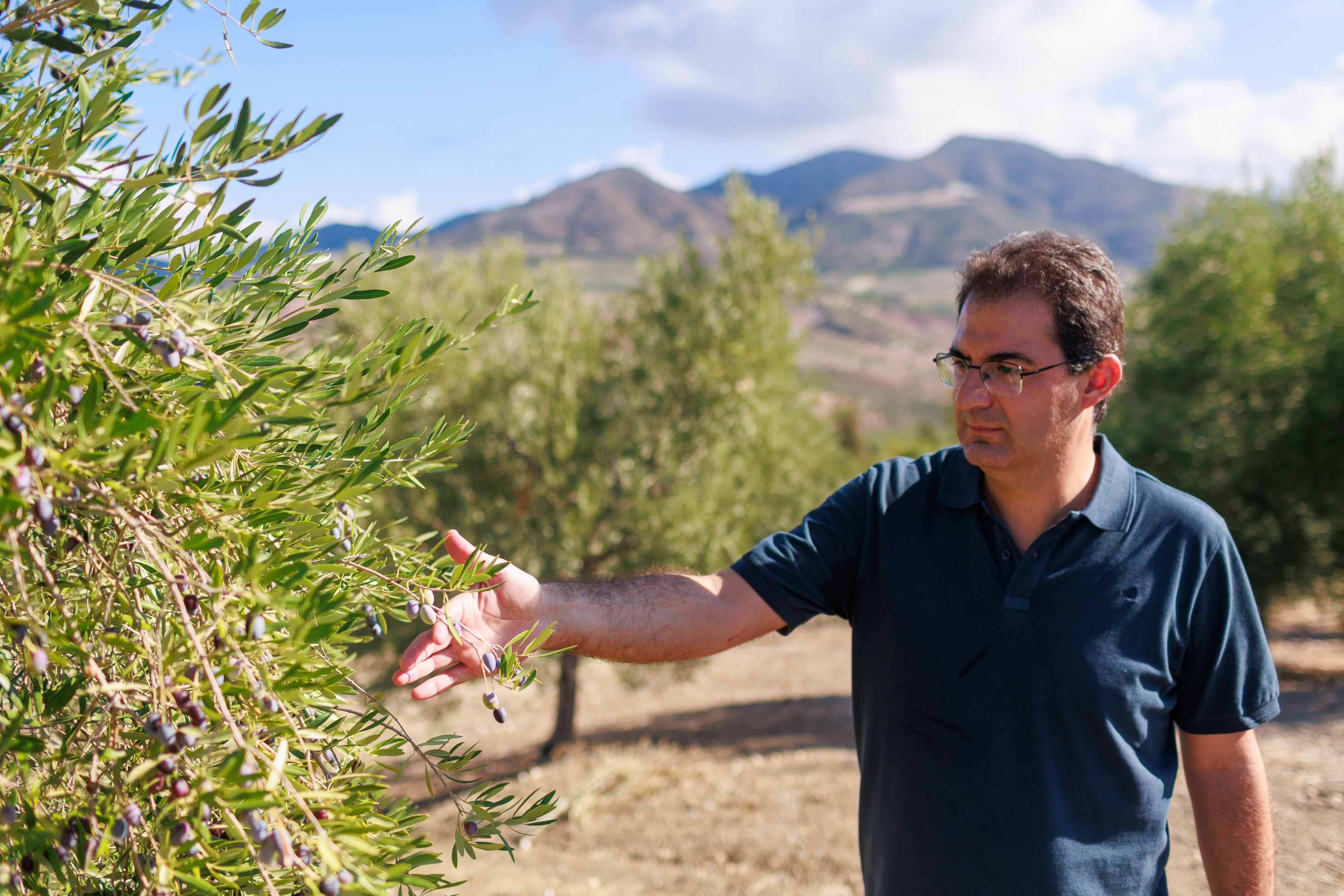 Antonio Gerena Arenas es el gerente de la cooperativa Los Remedios, en uno de los olivares de Olvera.