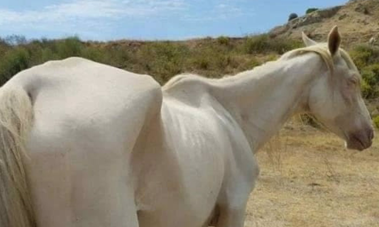 Yegua en Algeciras presuntamente maltratada. PACMA